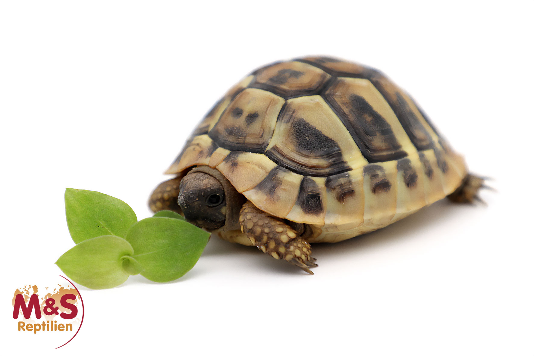 Griechische Landschildkröte (small ca.6-8 cm) -Ostrasse- NZ´25 Testudo h. boetgeri (Symbolbild)