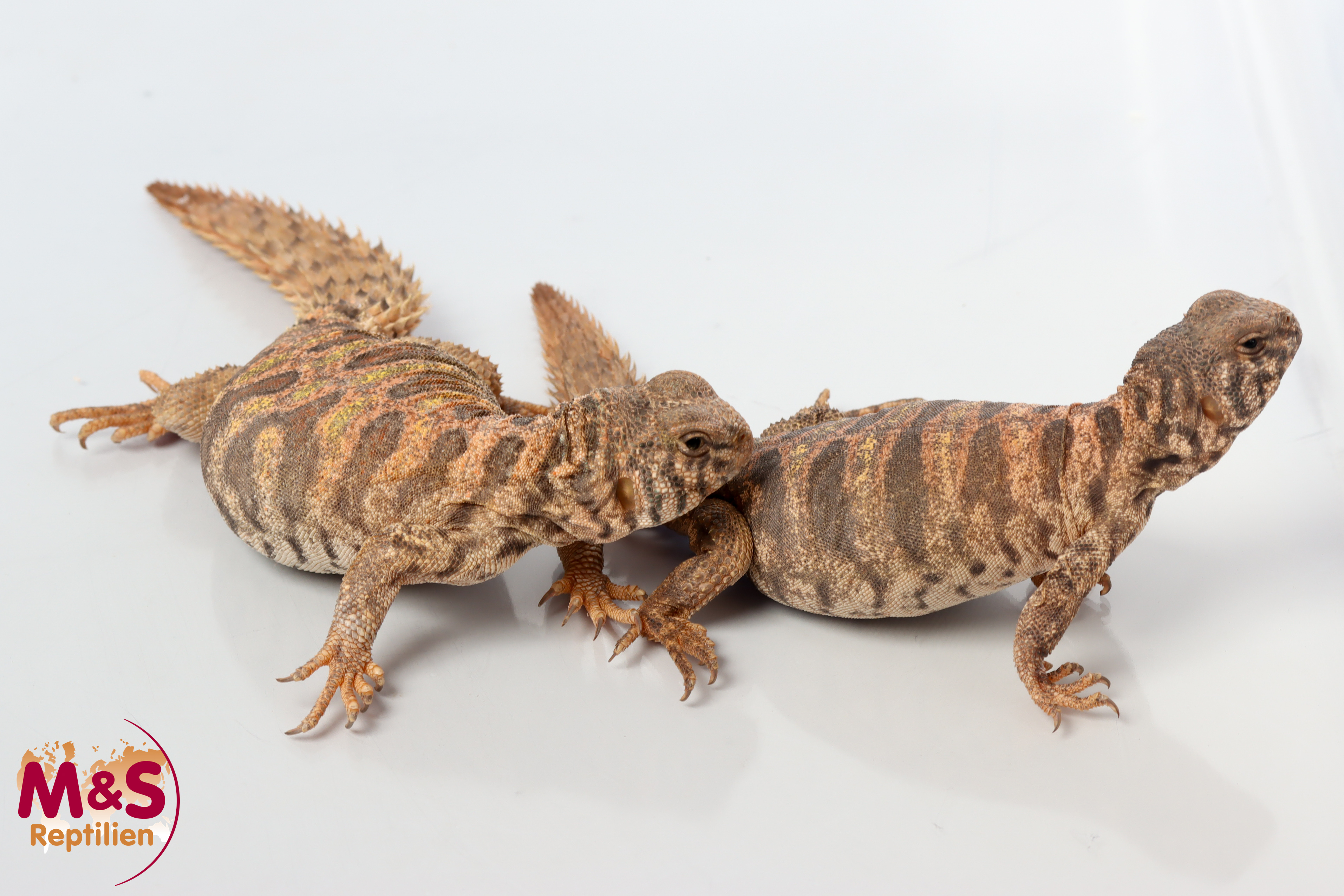 Bunte Dornschwanzagame NZ' 25 (ca.15-20cm) Uromastyx ornata