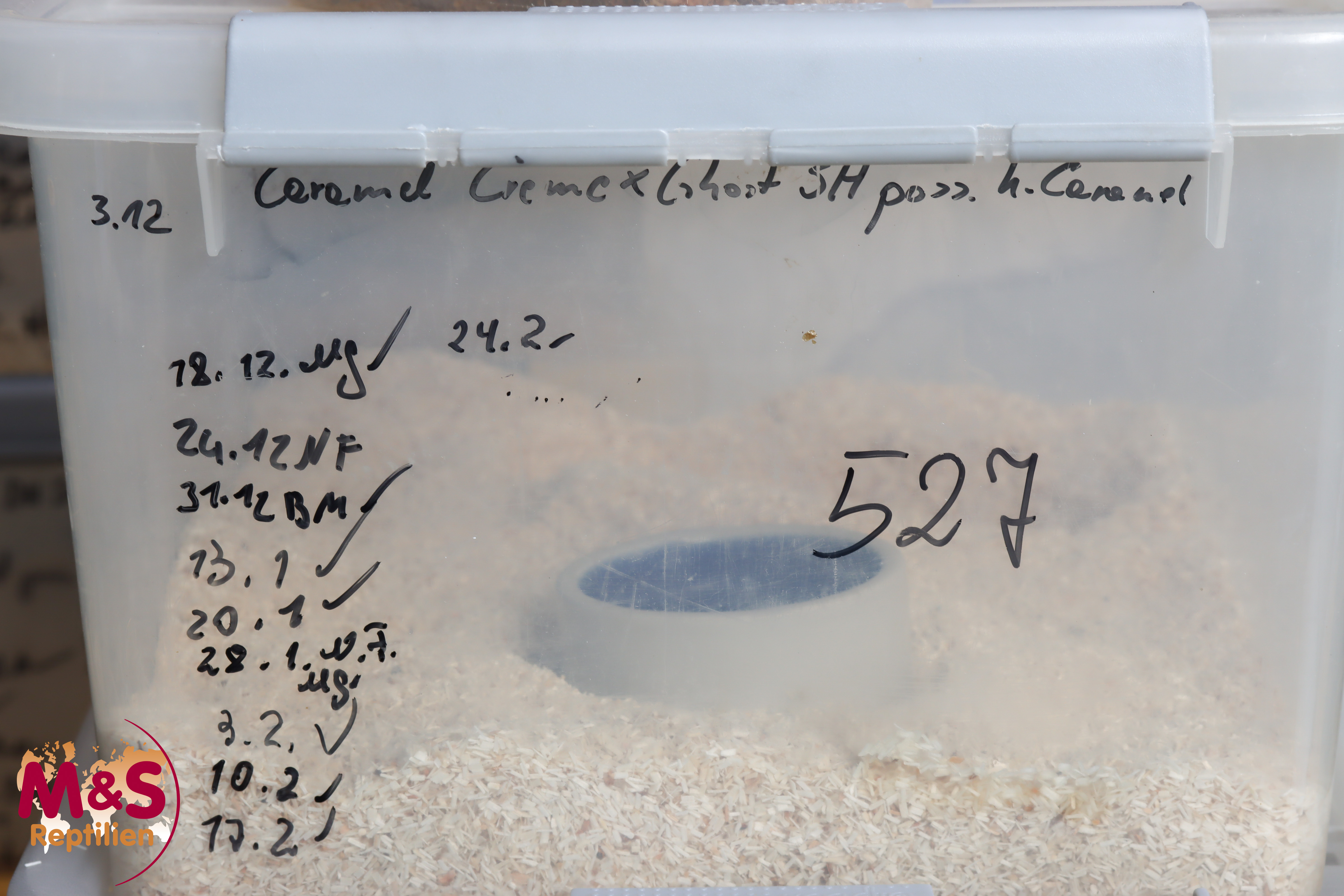 0.1 (Female) Creme 100% DH Caramel-Ghost Königspython NZ´M&S´25 Python regius