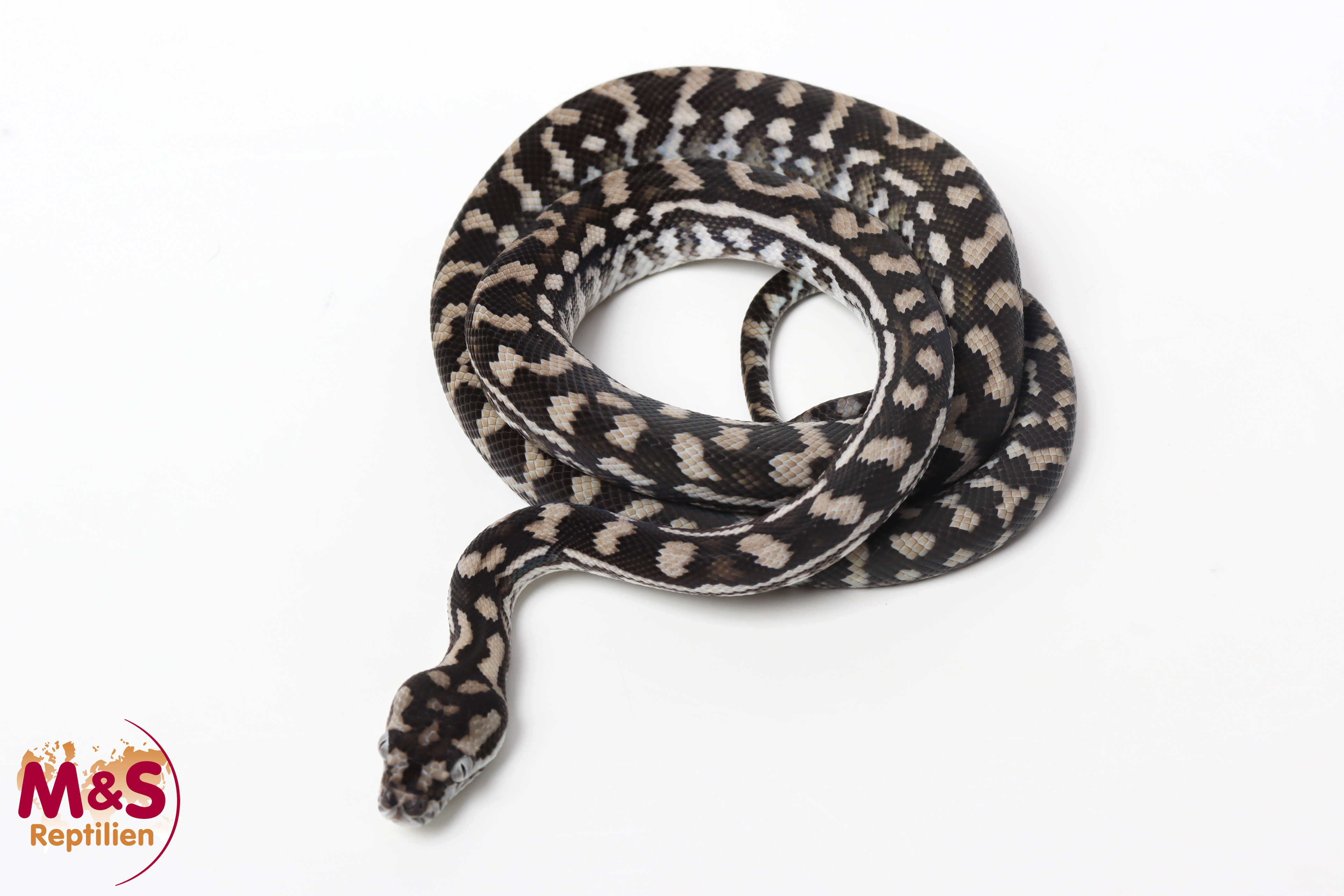1.0 (Male) Axanthic Caramel Teppichpython NZ’25 (ca.70cm) Morelia spilota (Originalbild)