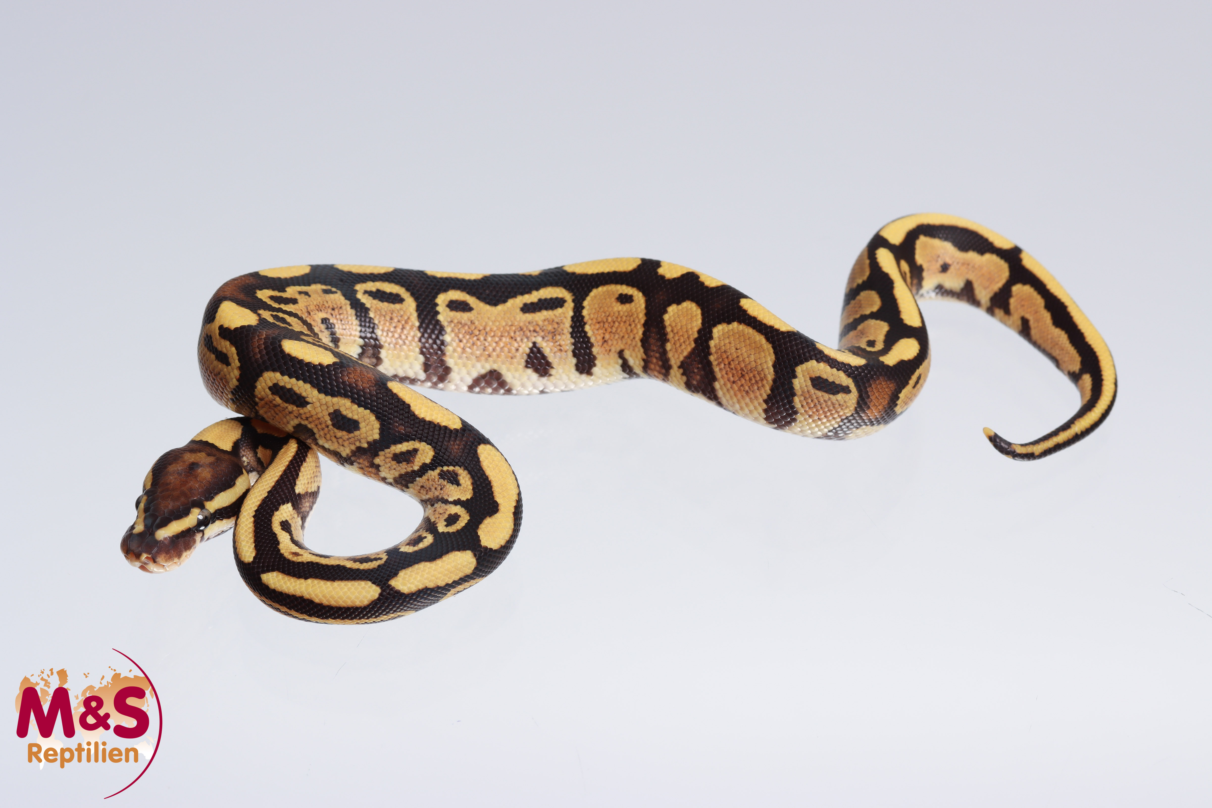 1.0 (Male) Fire - 100% hetero Piebald 50% pos. het. Lavender Königspython NZ´M&S´22 Python regius