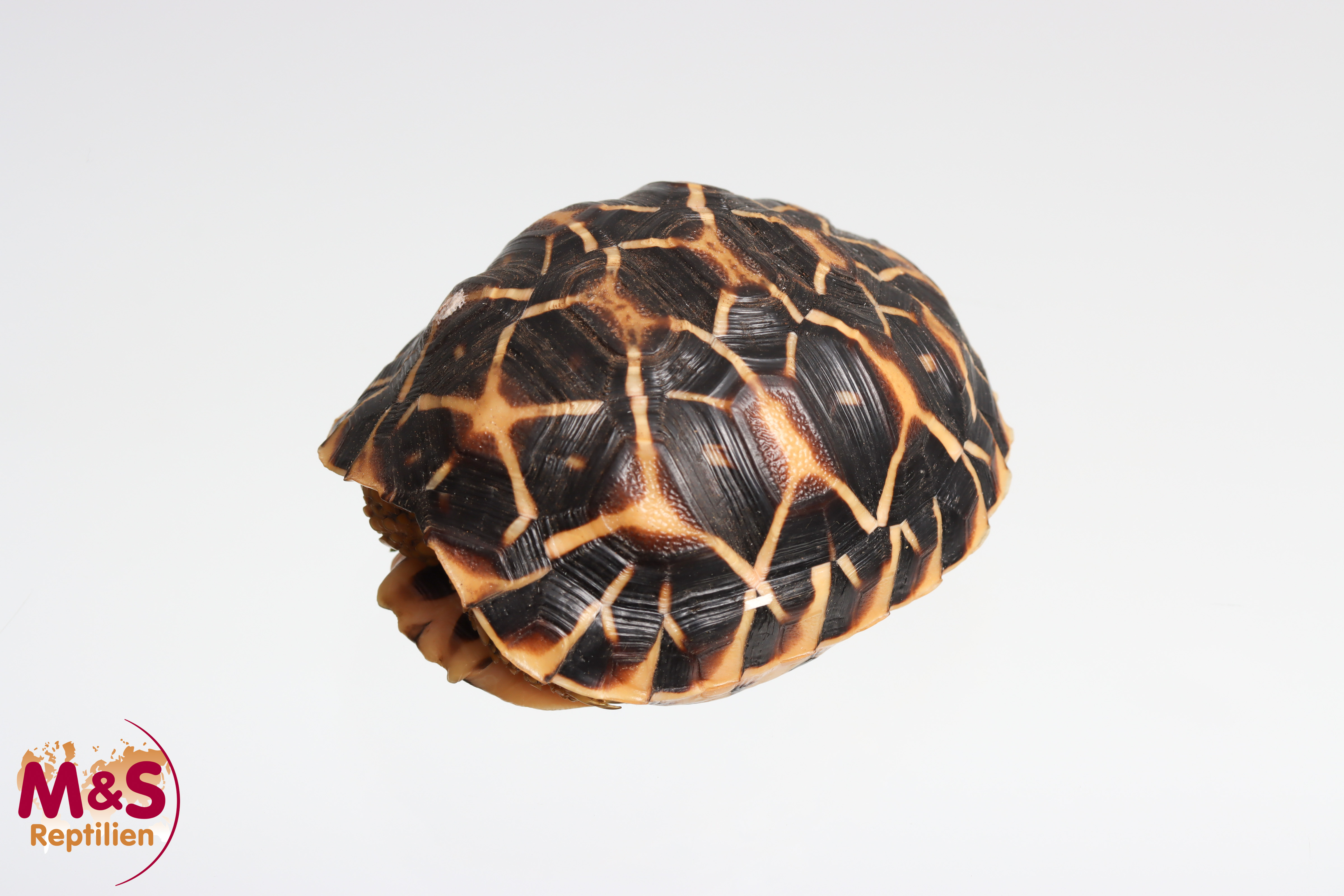 Sternschildkröte NZ´25 (small ca. 7 cm) Geochelone elegans (Originalbild)