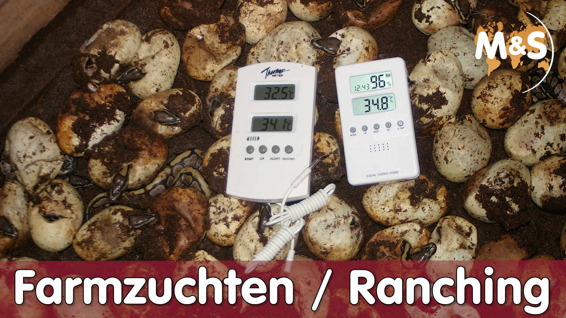 Farmzuchten & Ranching einfach erklärt! | Reptilien ABC | Reptil TV