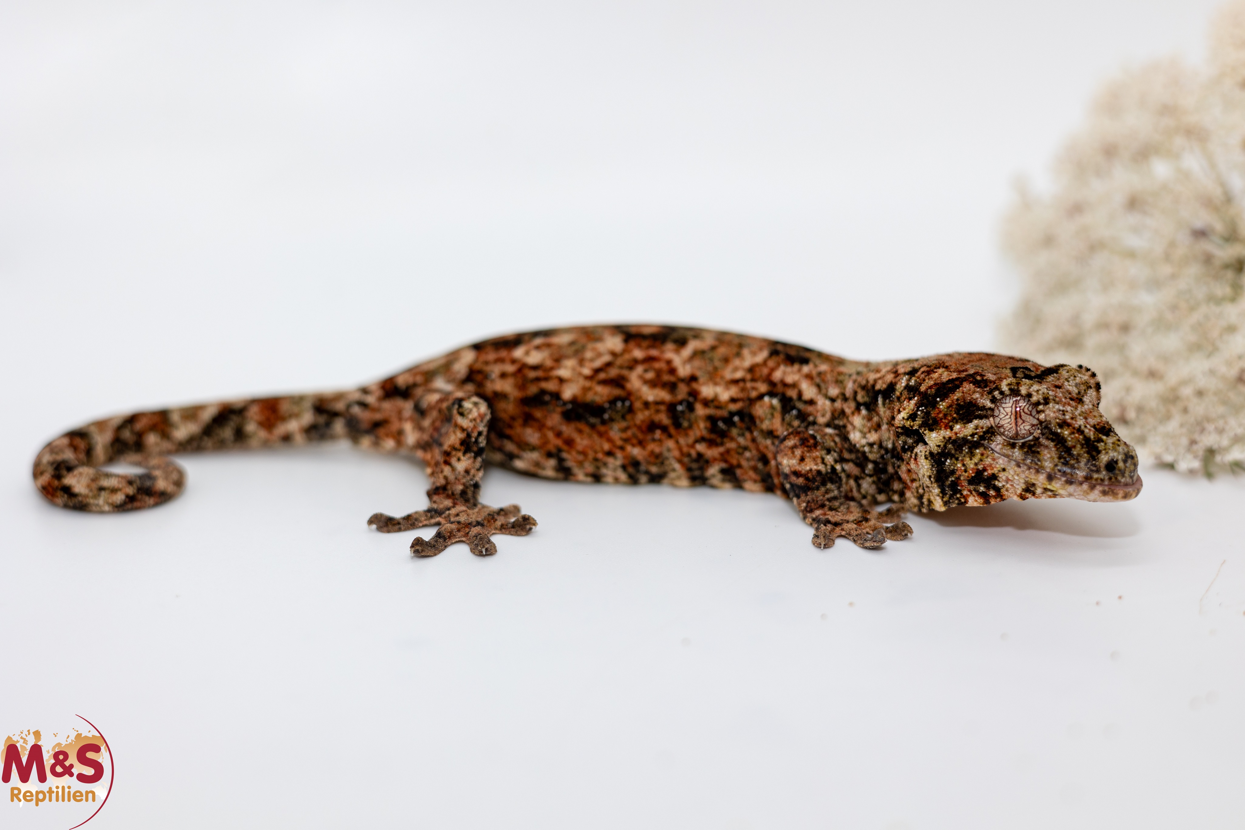 0.1 (Female) -Pine Island- Flechtengecko NZ 25 (medium) Mniarogekko chahoua (Originalbild)