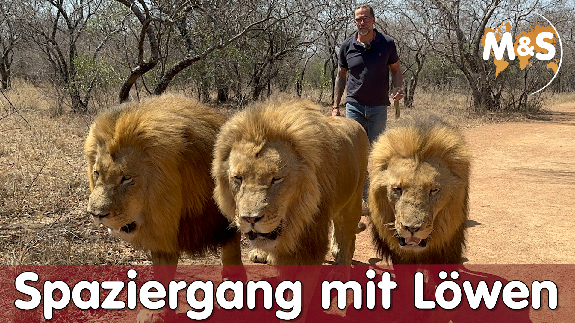 Spaziergang mit Löwen in Afrika