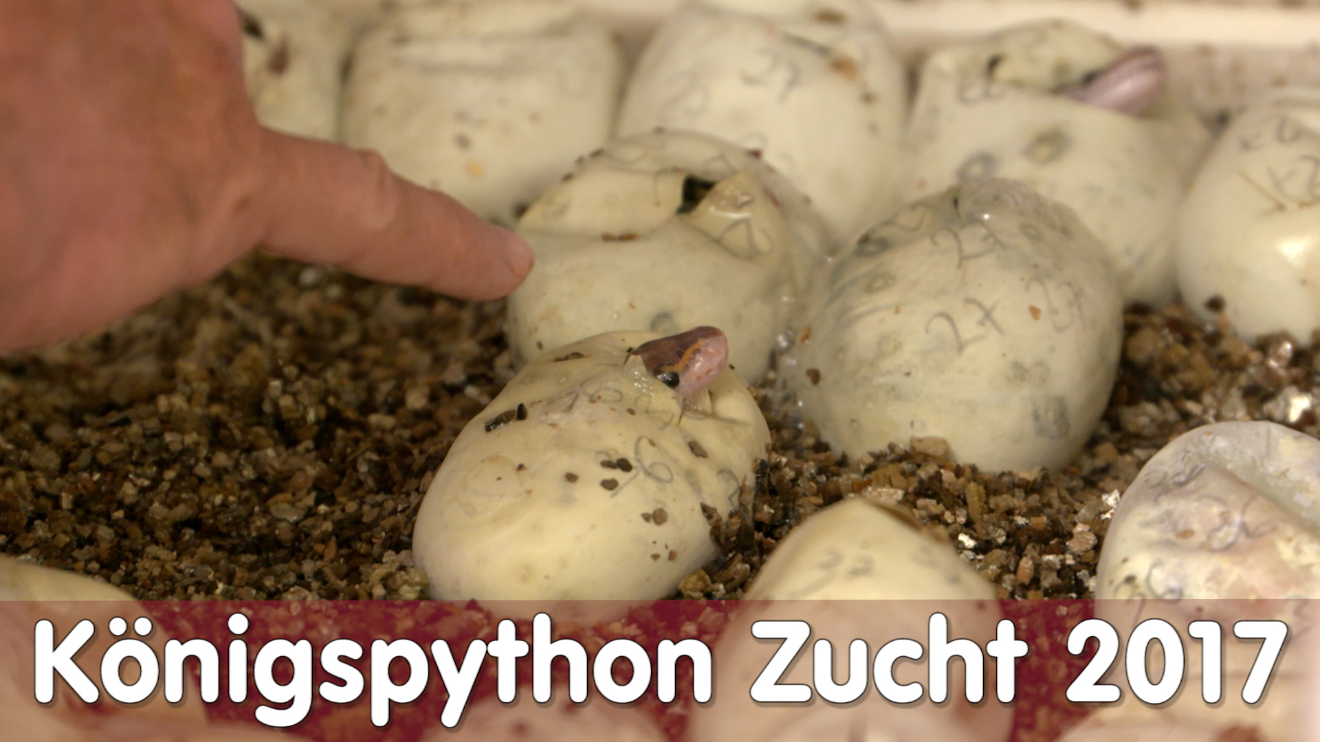 Folge 105 - Königspython Zucht 2017