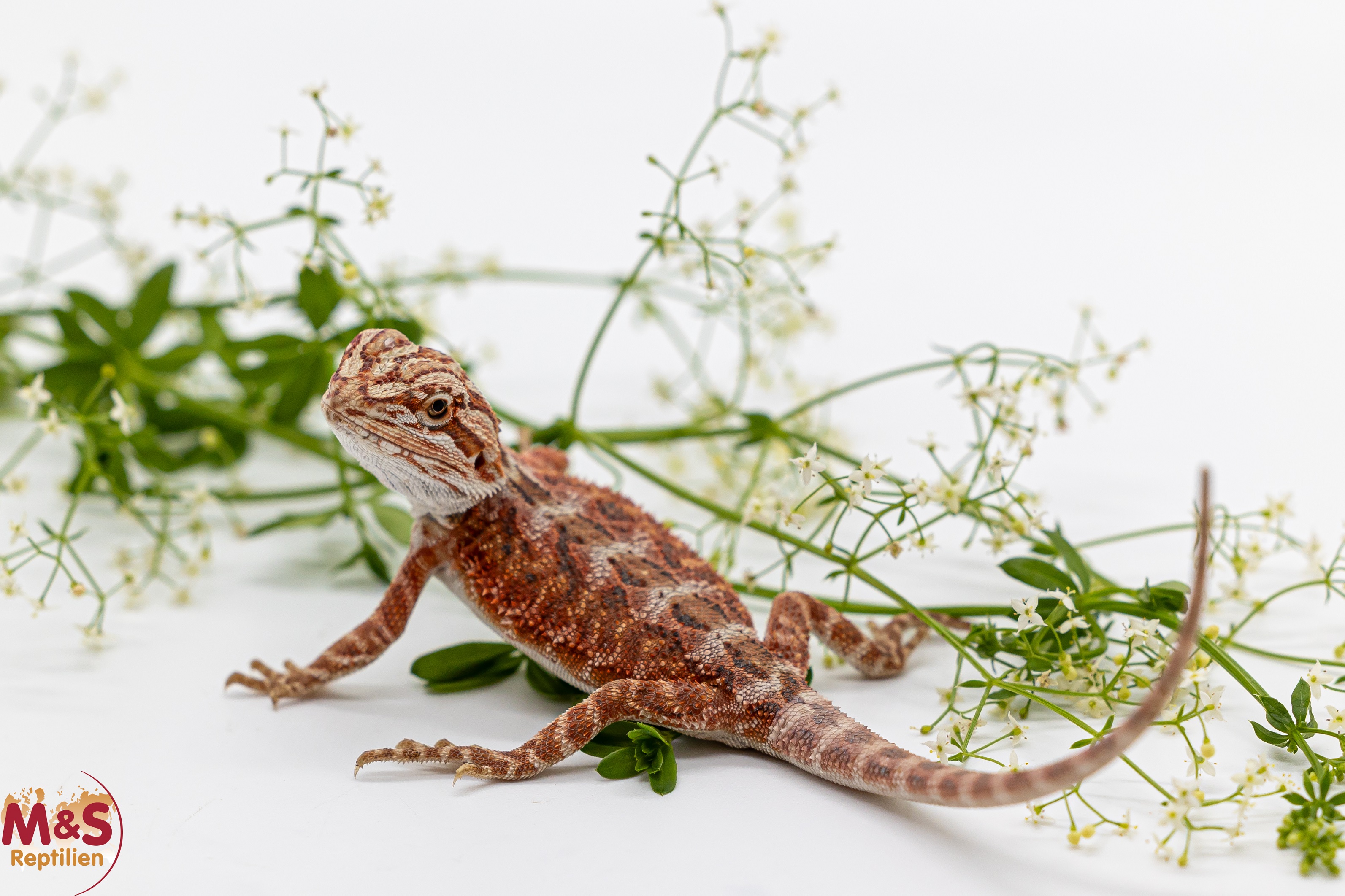 Hypo High Red -Blue Tiger- Bartagame (small-ca. 10-15cm) NZ´26 Pogona vitticeps (Geschlecht unbekannt)