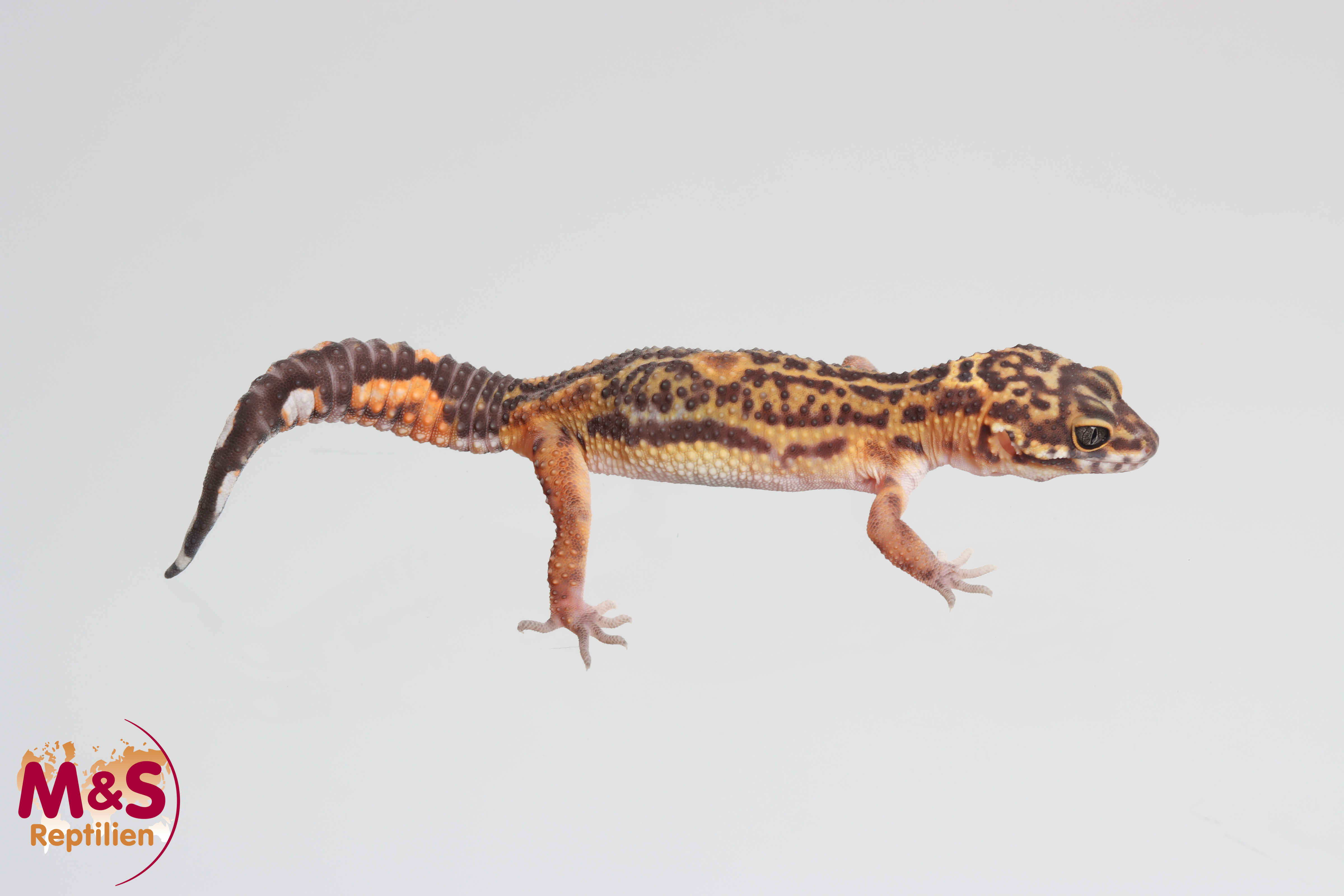 0.1 (Female) Black Night Mandarin Leopardgecko NZ´25 (small) E. macularius (Originalbild)