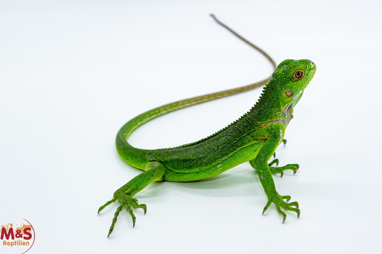 Antillen Leguan NZ´Austria 2025  Iguana delicatissima