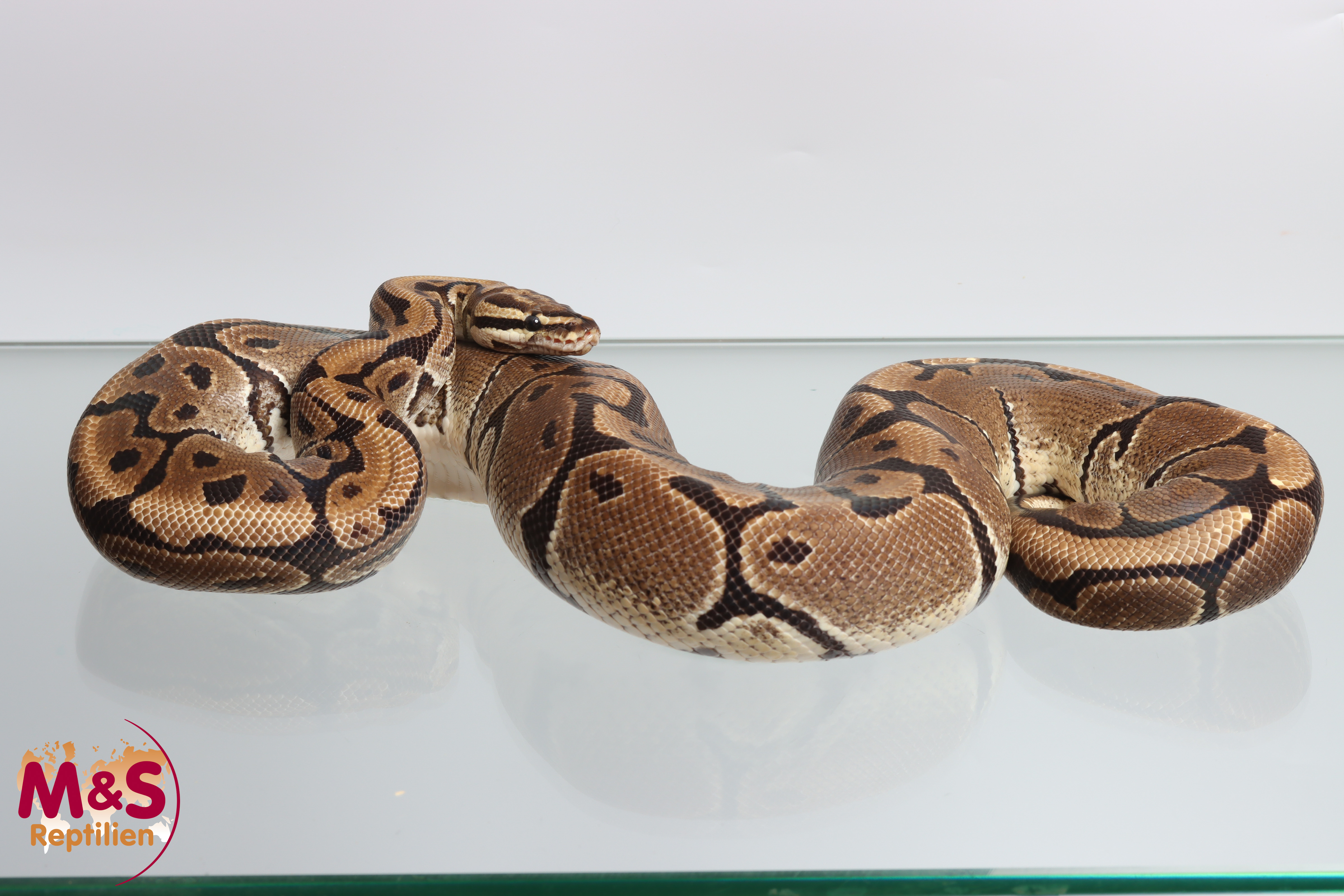 0.1 (Female) Creme- Vanilla Königspython NZ´M&S´16 Python regius