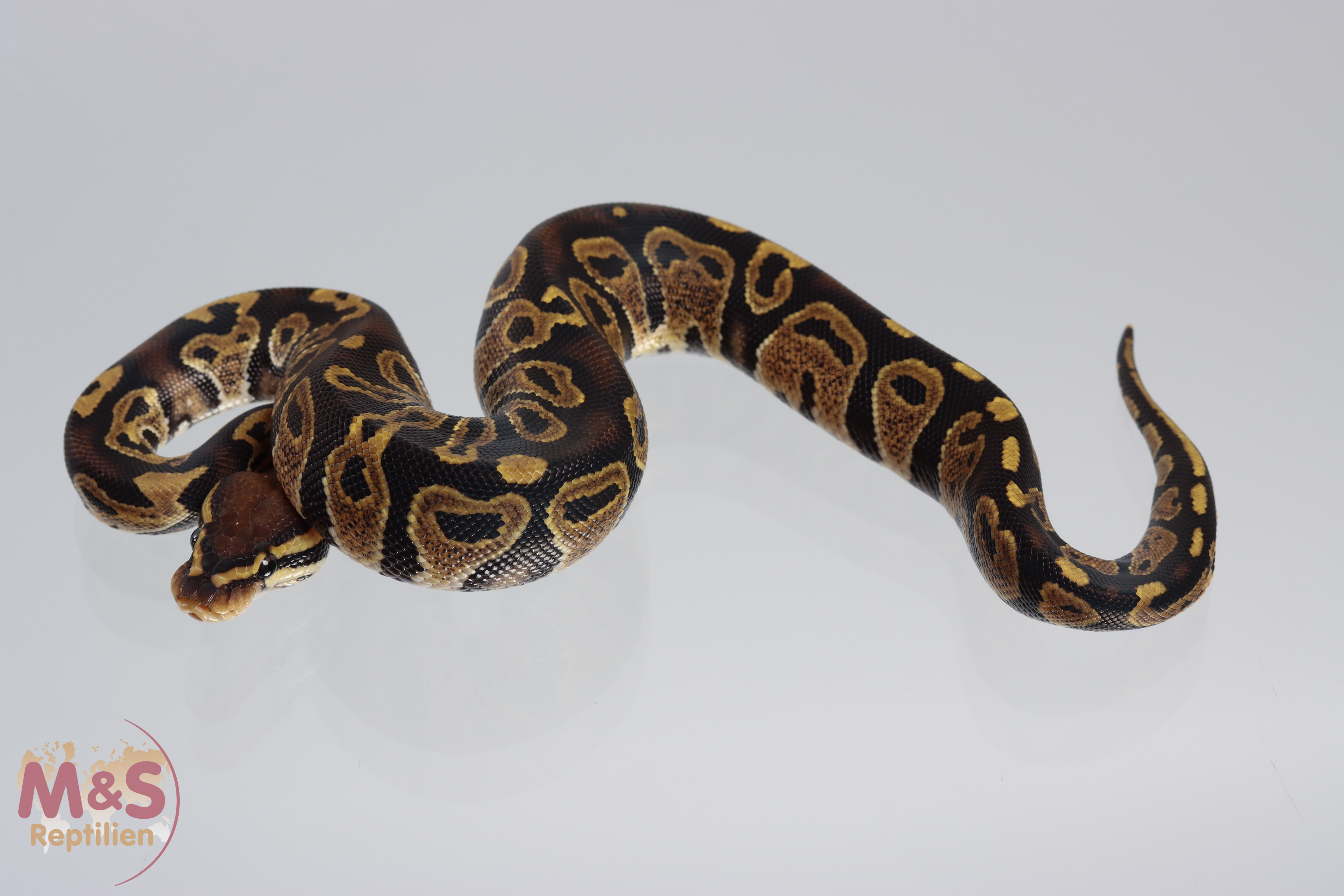 1.0 (Male) Twister Königspython NZ´M&S´21 Python regius