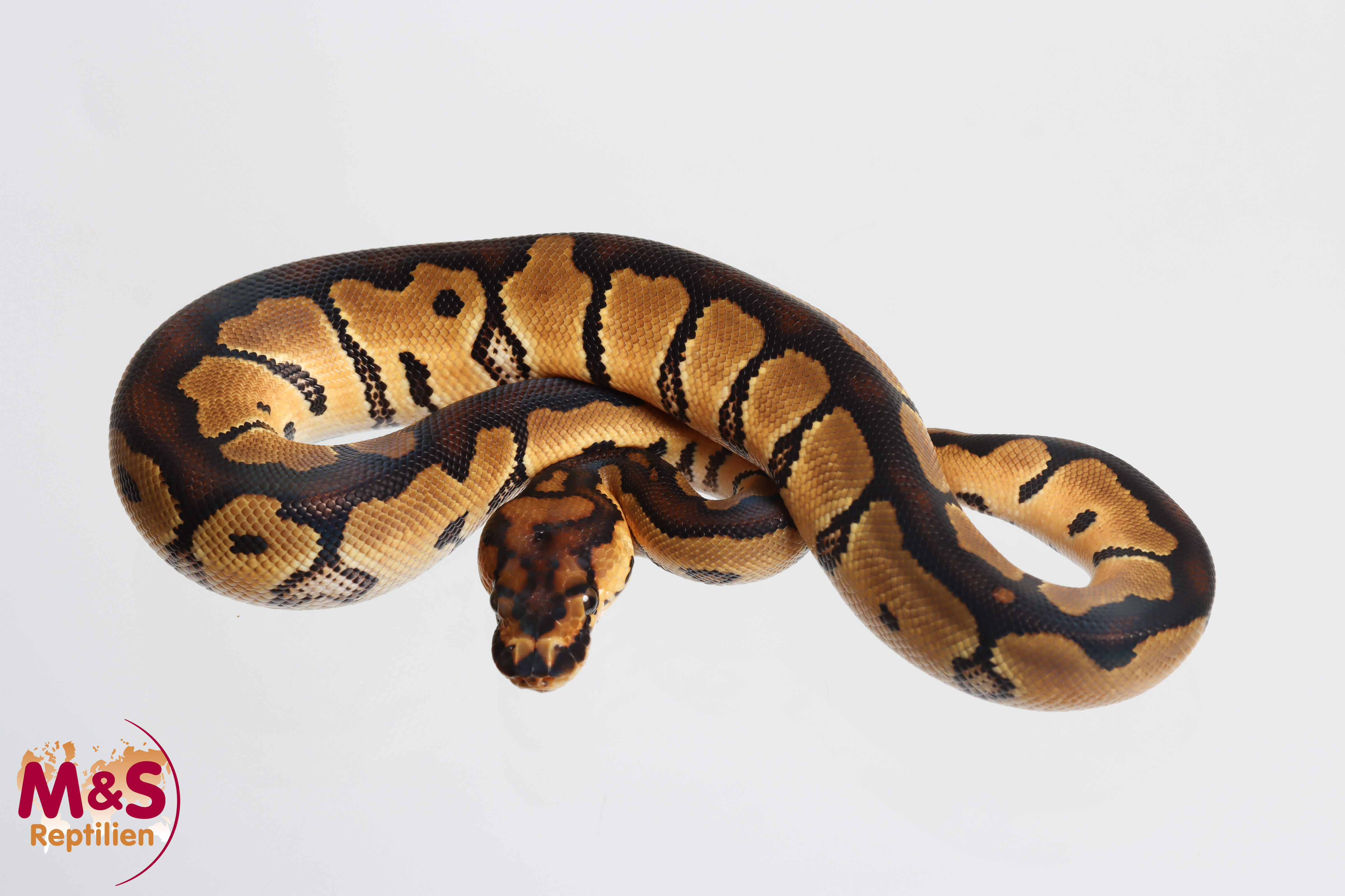 1.0 (Male) Clown 66% poss.Axanthic Königspython NZ' M&S 26 Python regius