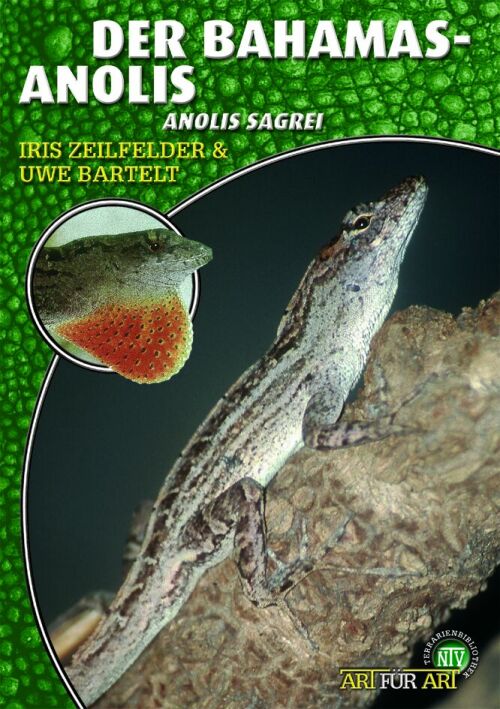 Der Bahamas-Anolis,- Anolis sagrei (Iris Zeilfelder & Uwe Bartelt)