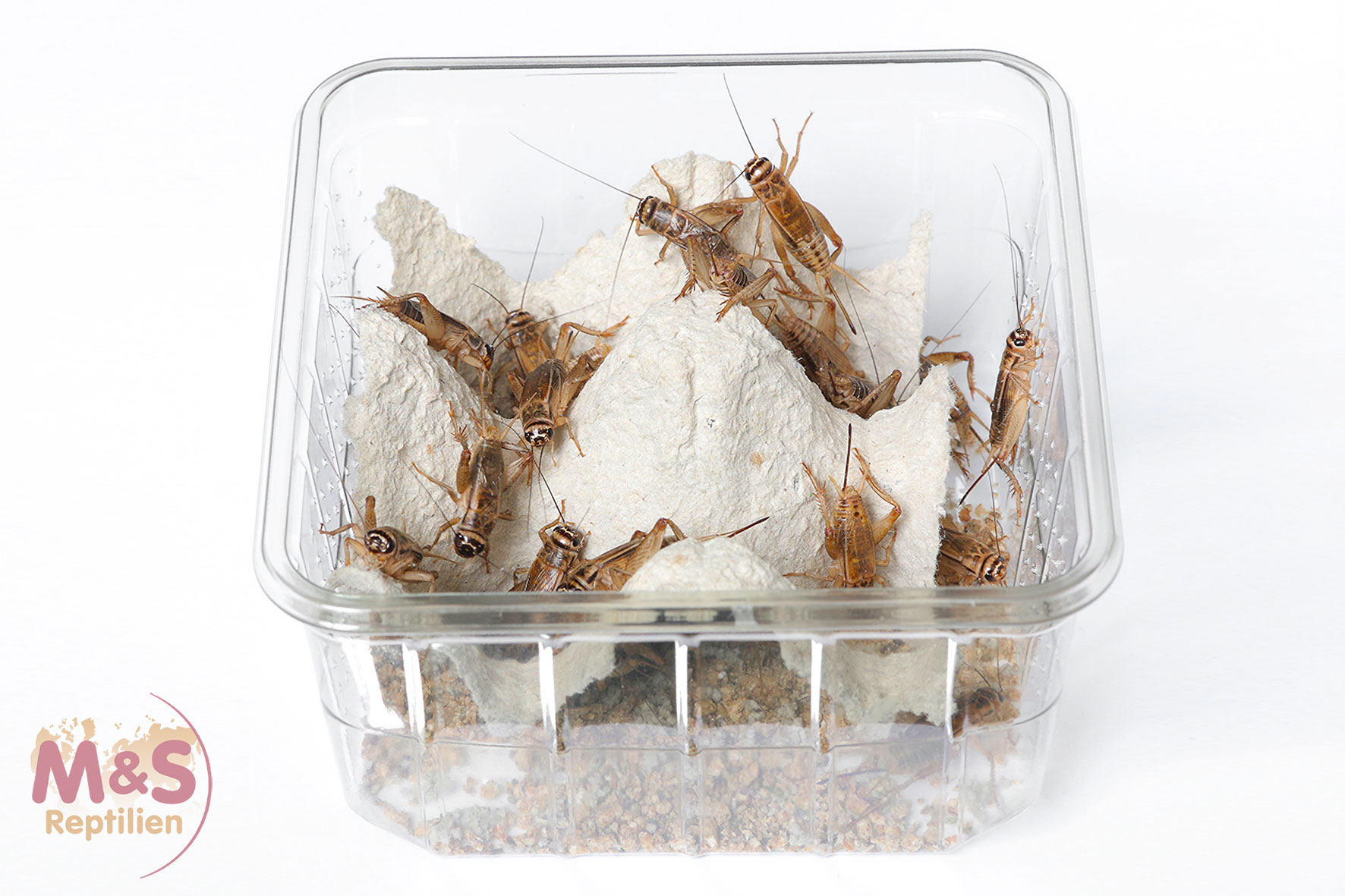 Heimchen, groß  Futterabonnement 7-tägig