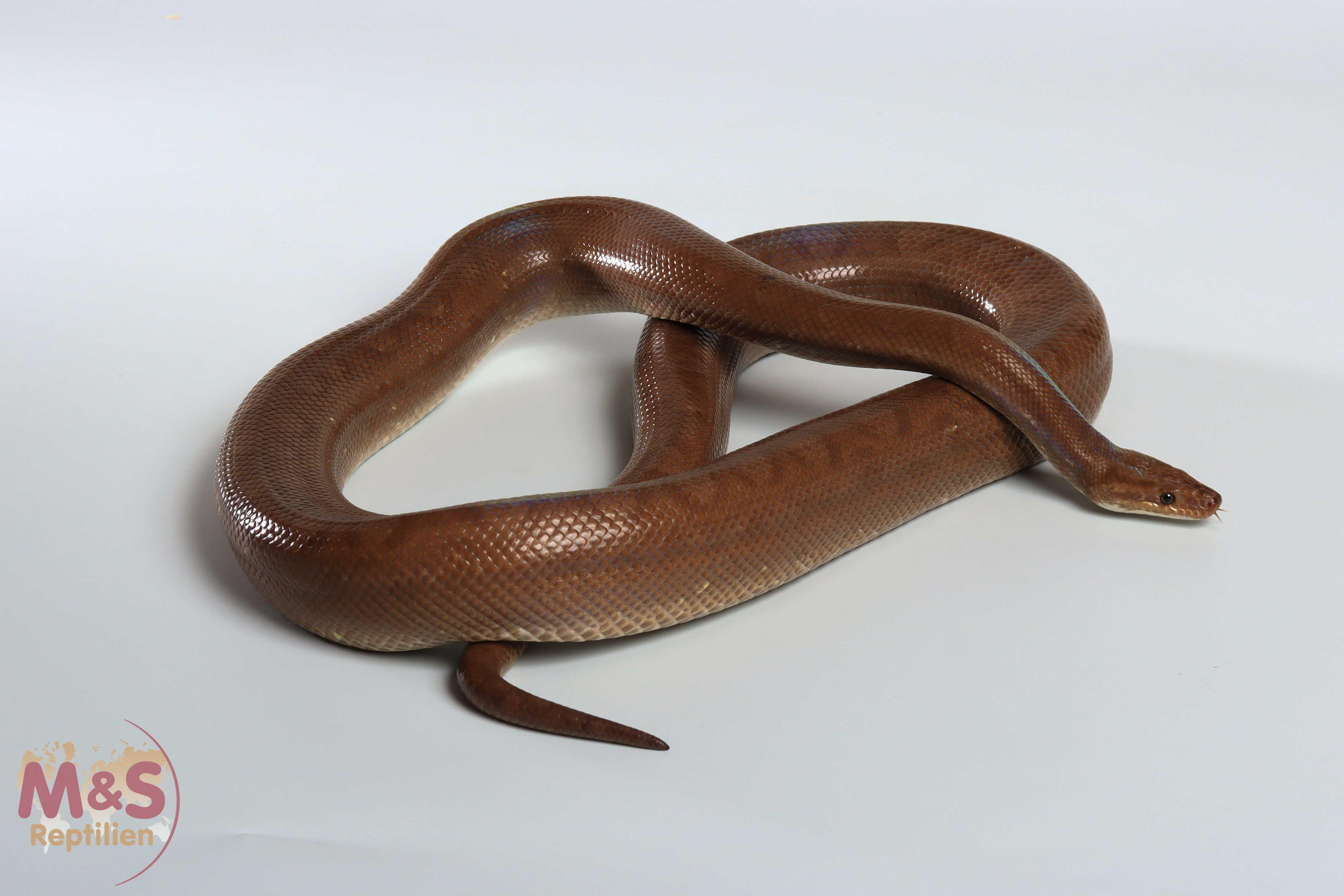 0.1 (Female) Braune Regenbogenboa 100% het. Albino NZ'19 (ca. 120 cm) Epicrates maurus (Symbolbild)