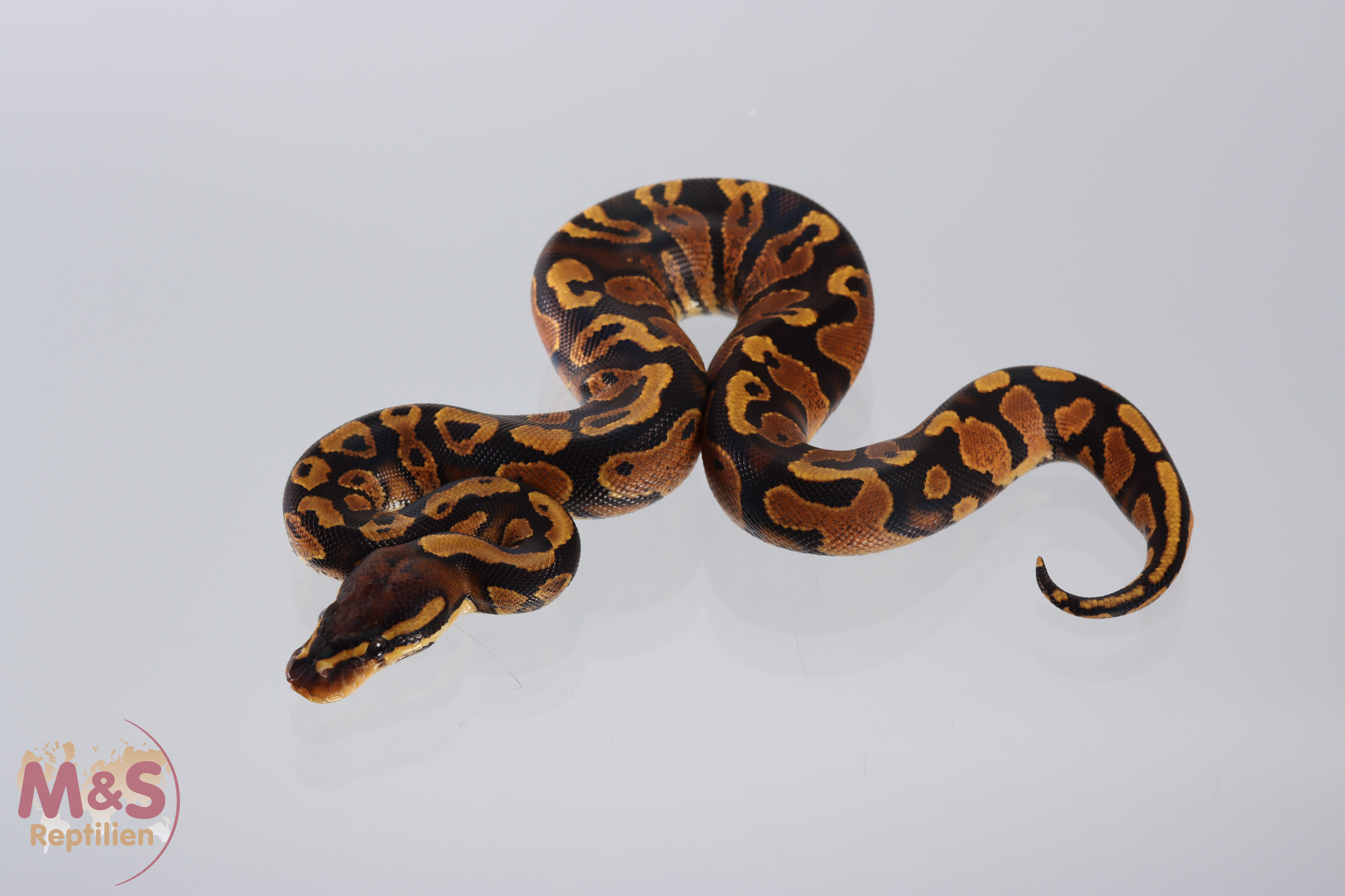 1.0 (Male) Gravel Königspython NZ´M&S´21 Python regius