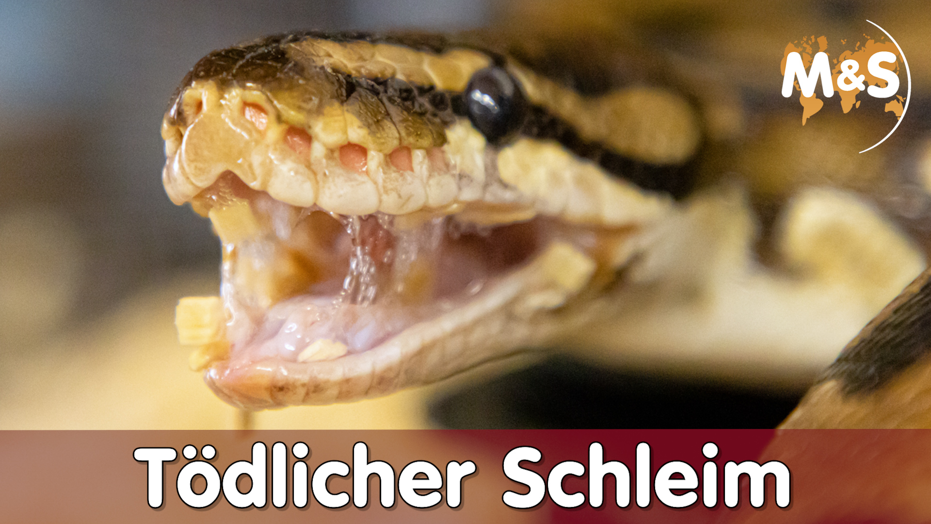 Tödlicher Schleim❗ Lebensgefahr Viren (IBD, Nidovirus, Paramyxovirus, Adenovirus)