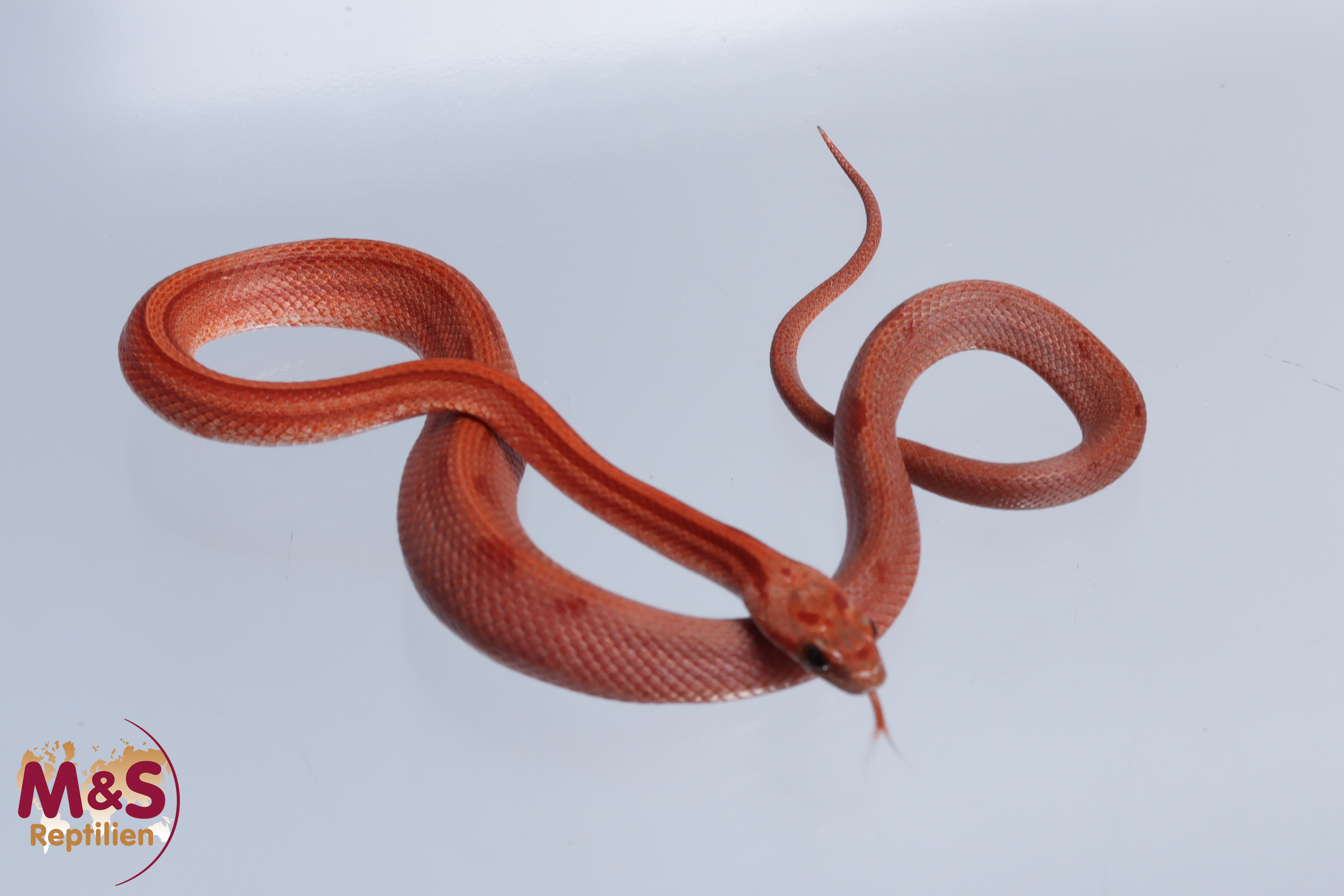 0.1 (Female) Striped Bloodred Kornnatter NZ'25 ( ca.30 cm ) Pantherophis guttatus