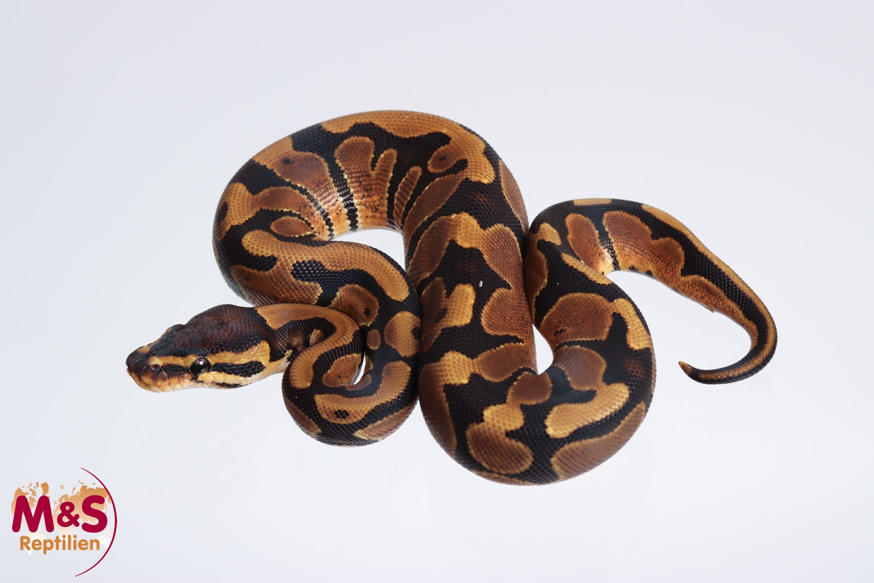 0.1 (Female) 100% doppel hetero Albino - Piebald Königspython NZ´M&S´23 Python regius