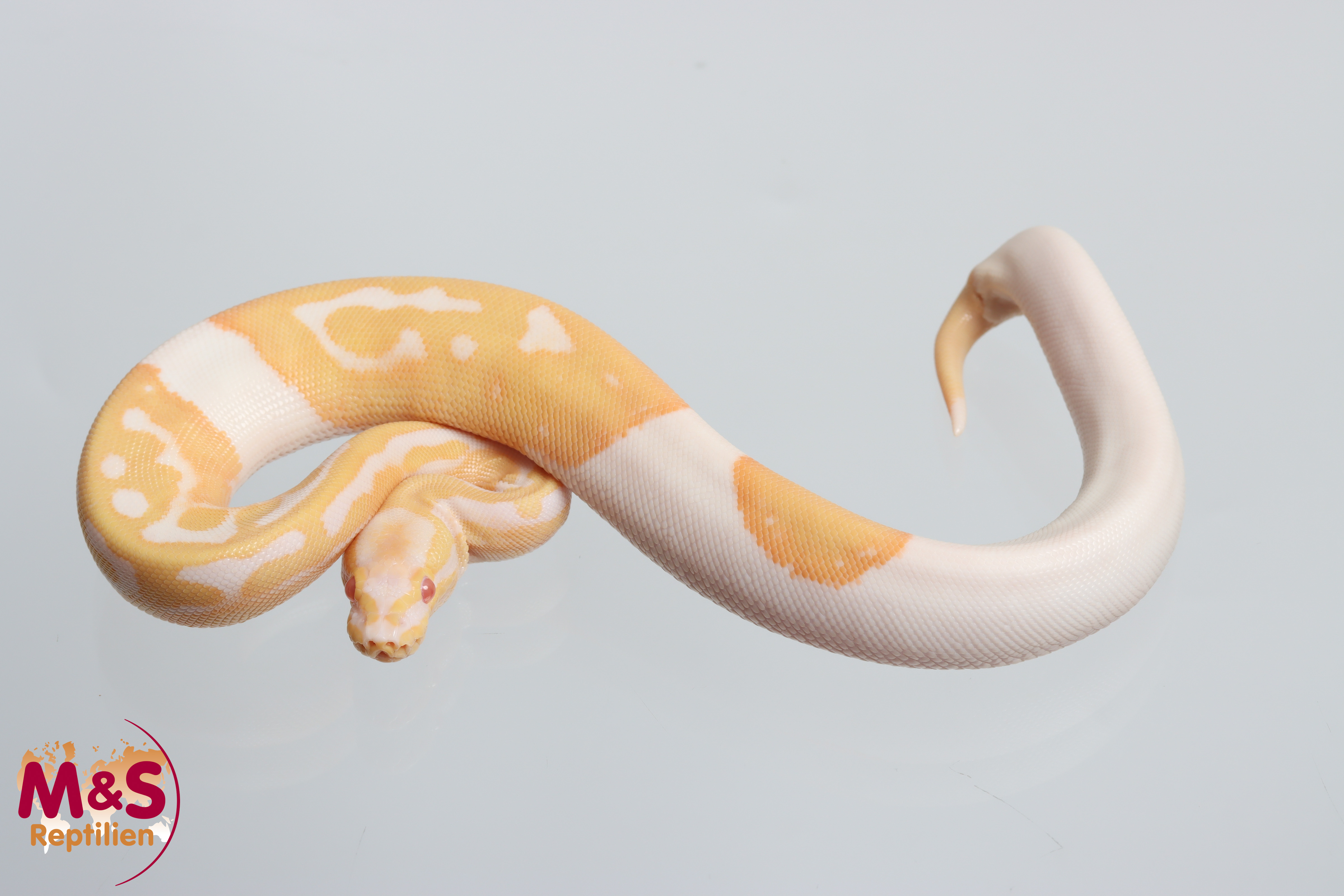 1.0 (Male) Albino-Piebald Königspython NZ' 26 Python regius