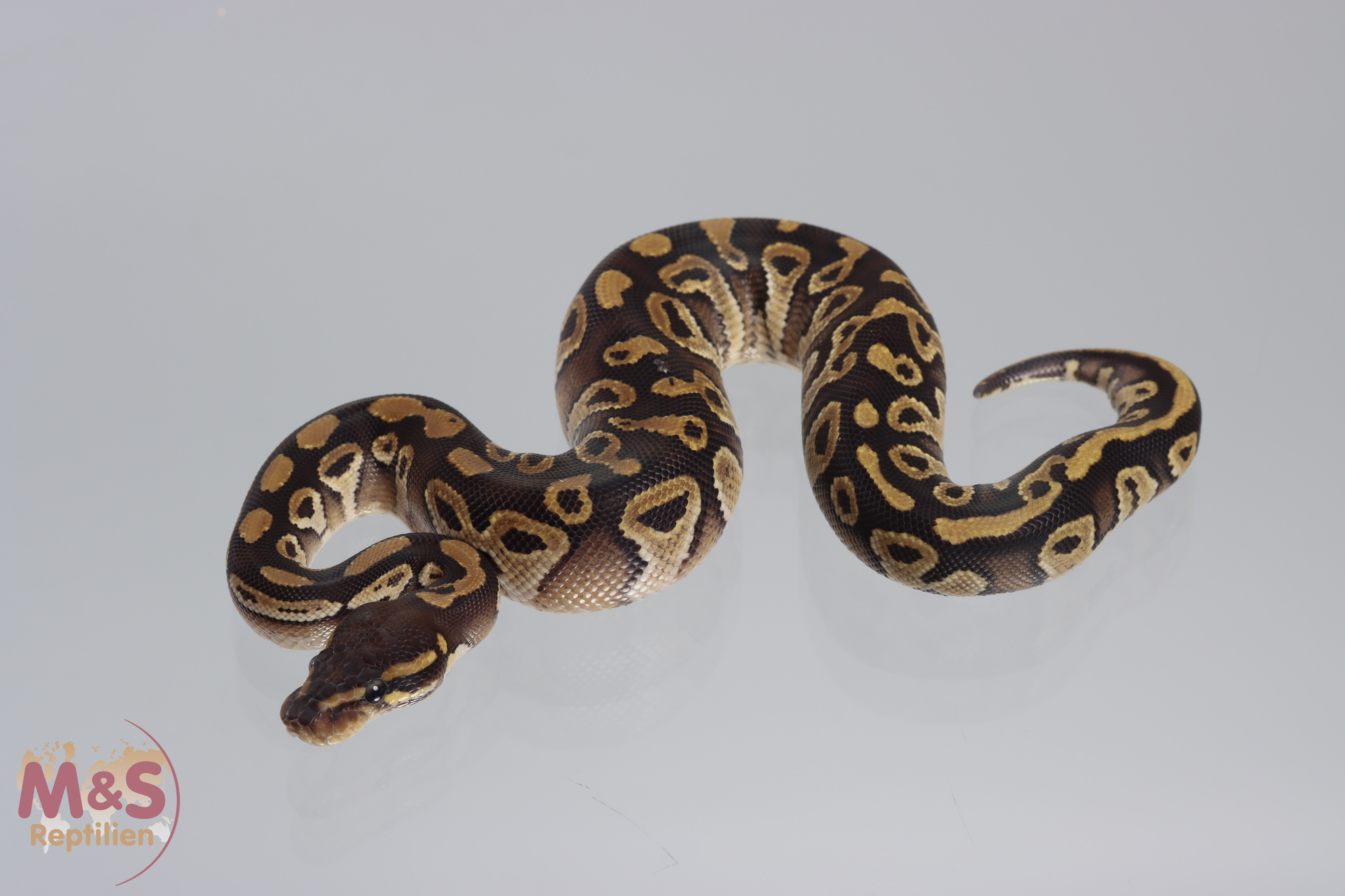 1.0 (Male) Mojave 100% hetero Piebald Königspython DNZ´21 Python regius
