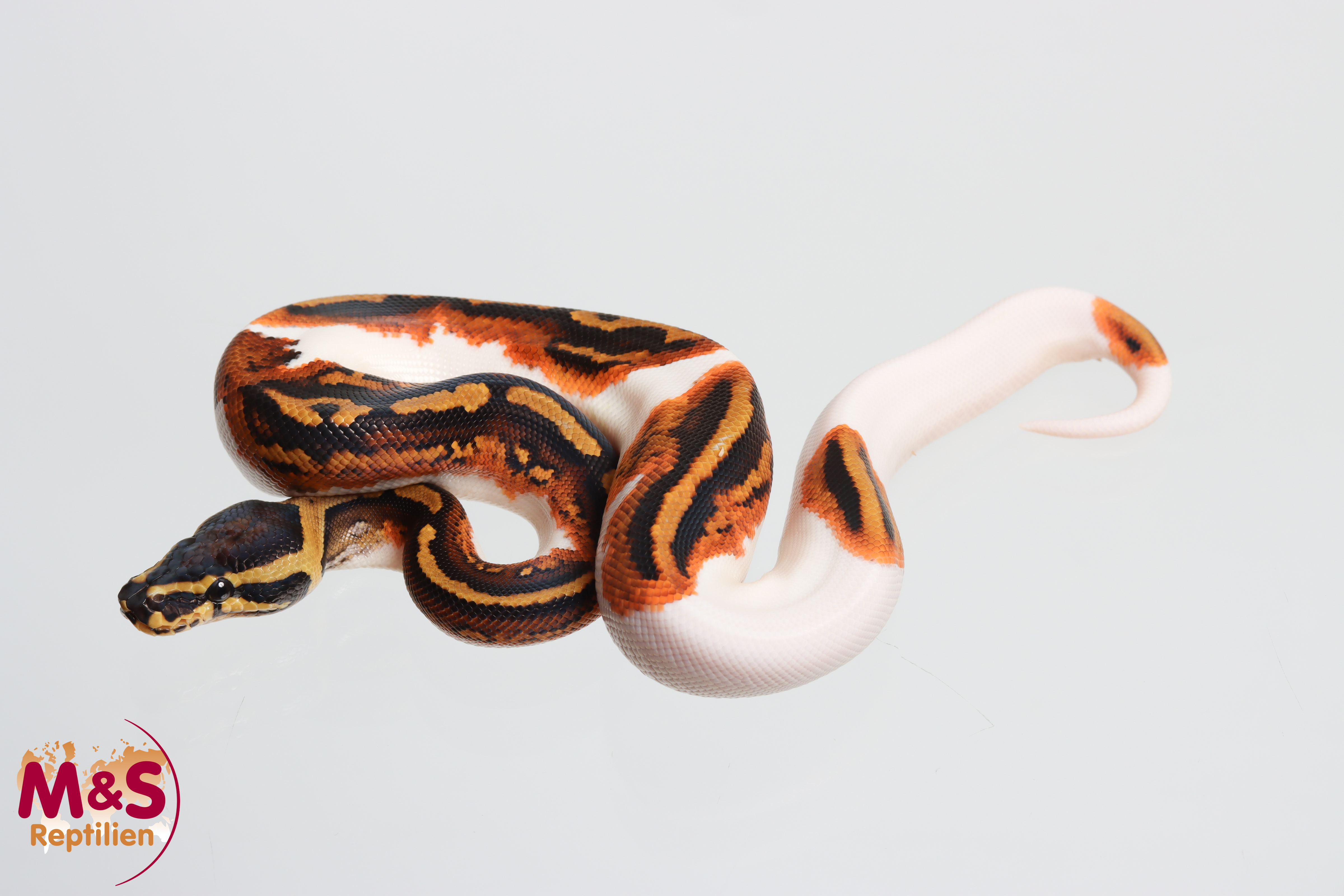 1.0 (Male) Piebald - Yellowbelly poss. Ultramel NZ'M&S´26 Python regius