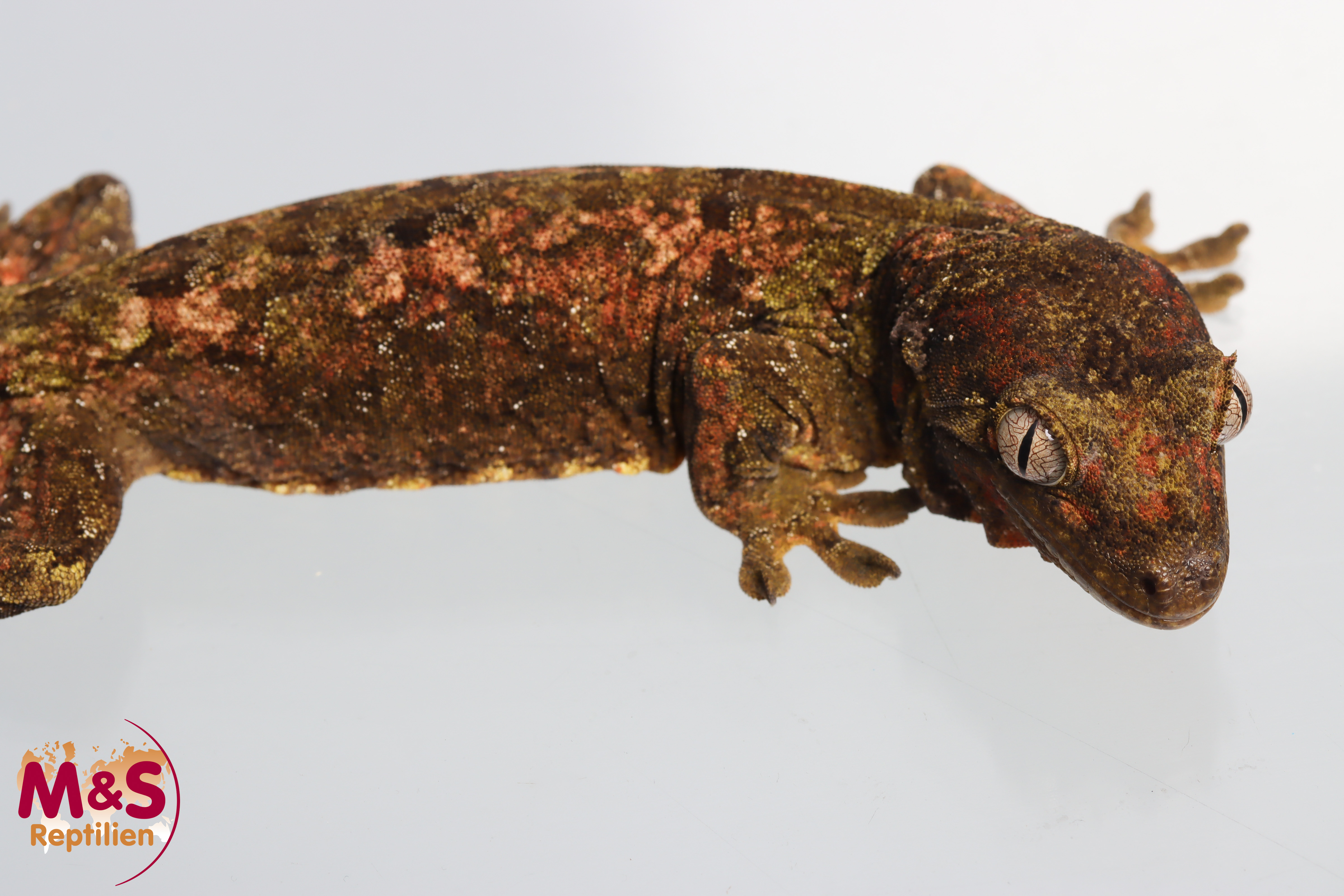 1.0 (Male) -Pine Island- Flechtengecko NZ 23 (adult) Mniarogekko chahoua (Originalbild)