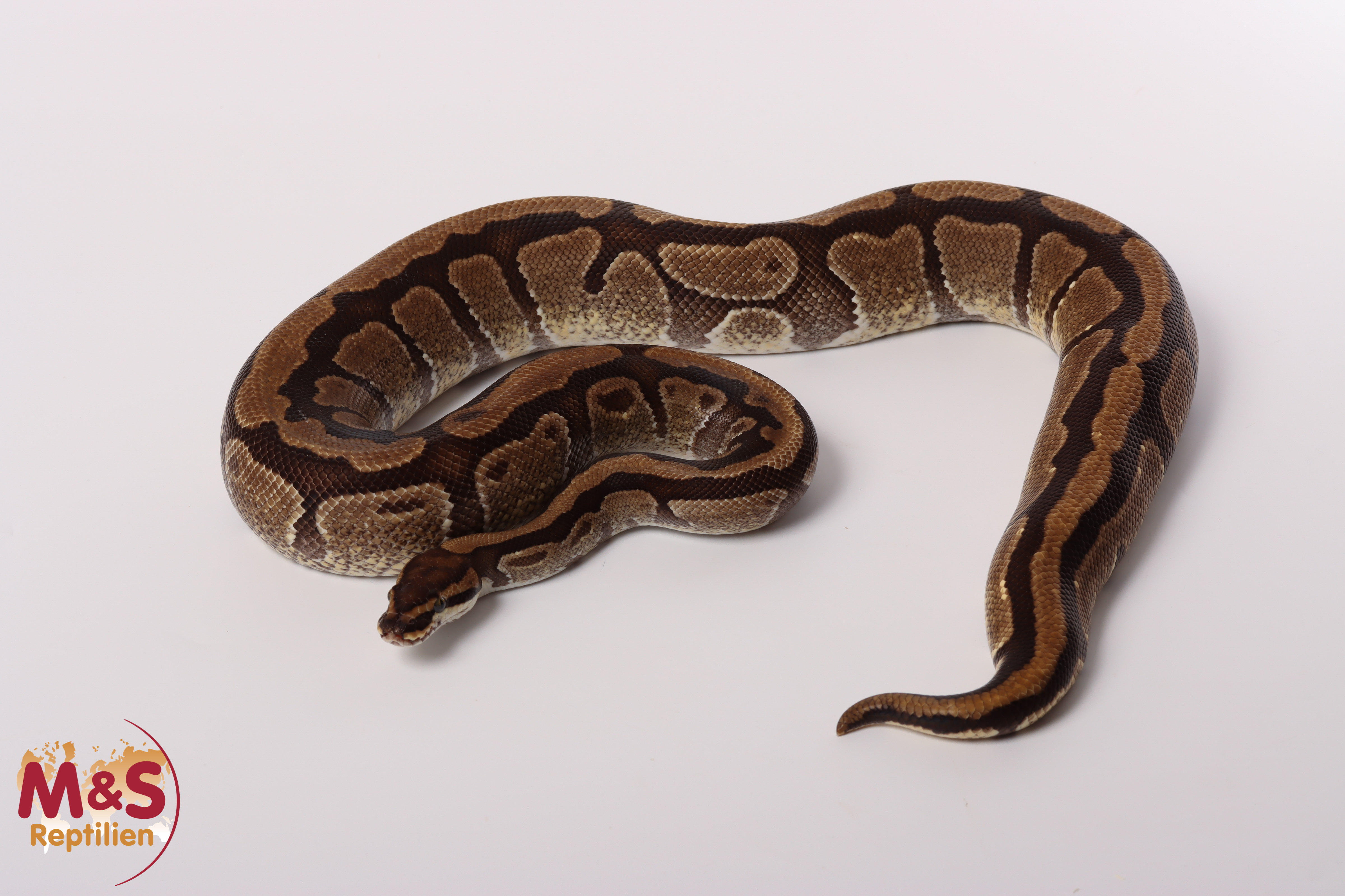 1.0 (Male) Enchi - Specter NZ´M&S´16 Python regius