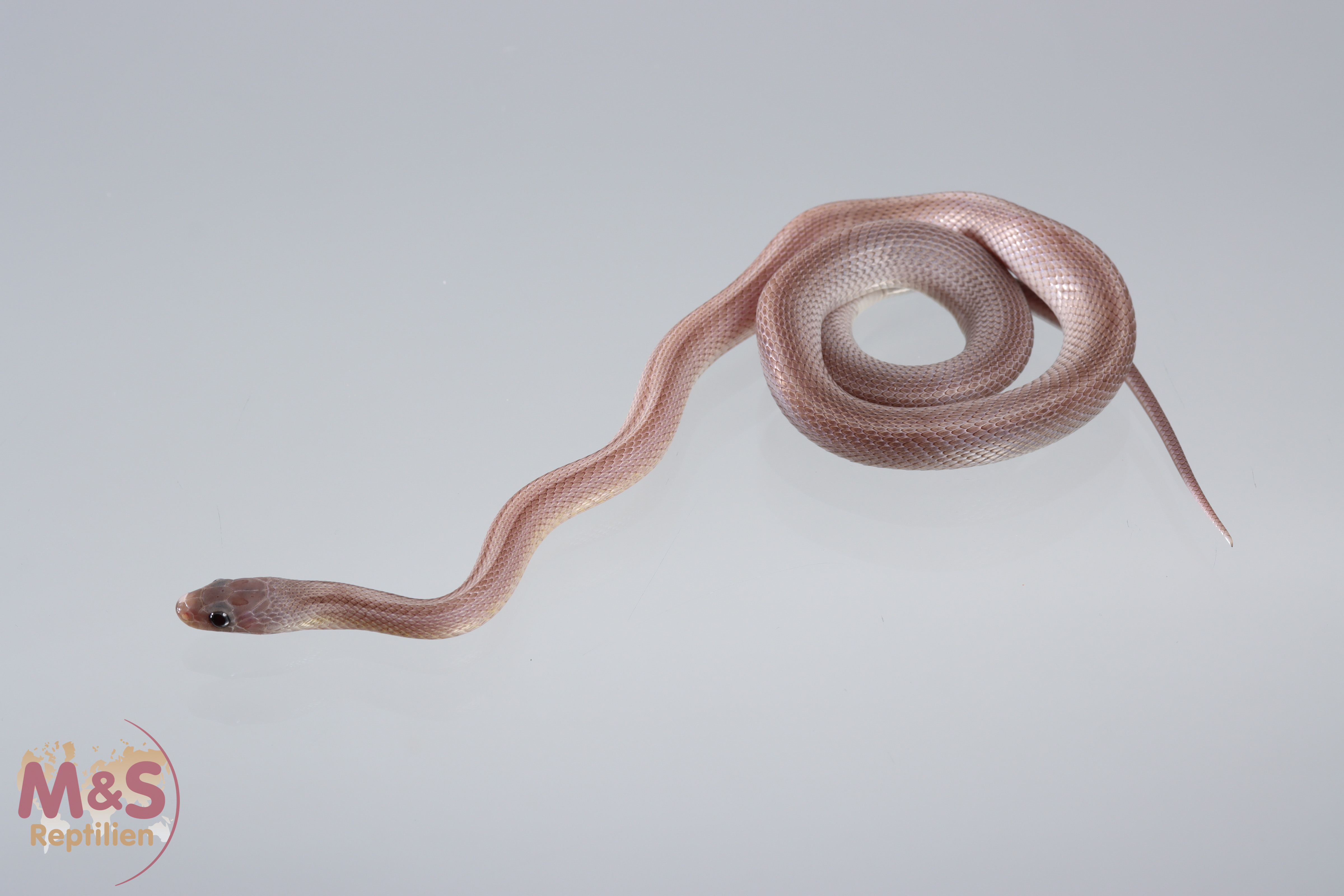 1.0 (Male) Charcoal Striped Kornnatter NZ´25 (ca. 30 cm)  Pantherophis guttatus (Symbolbild)