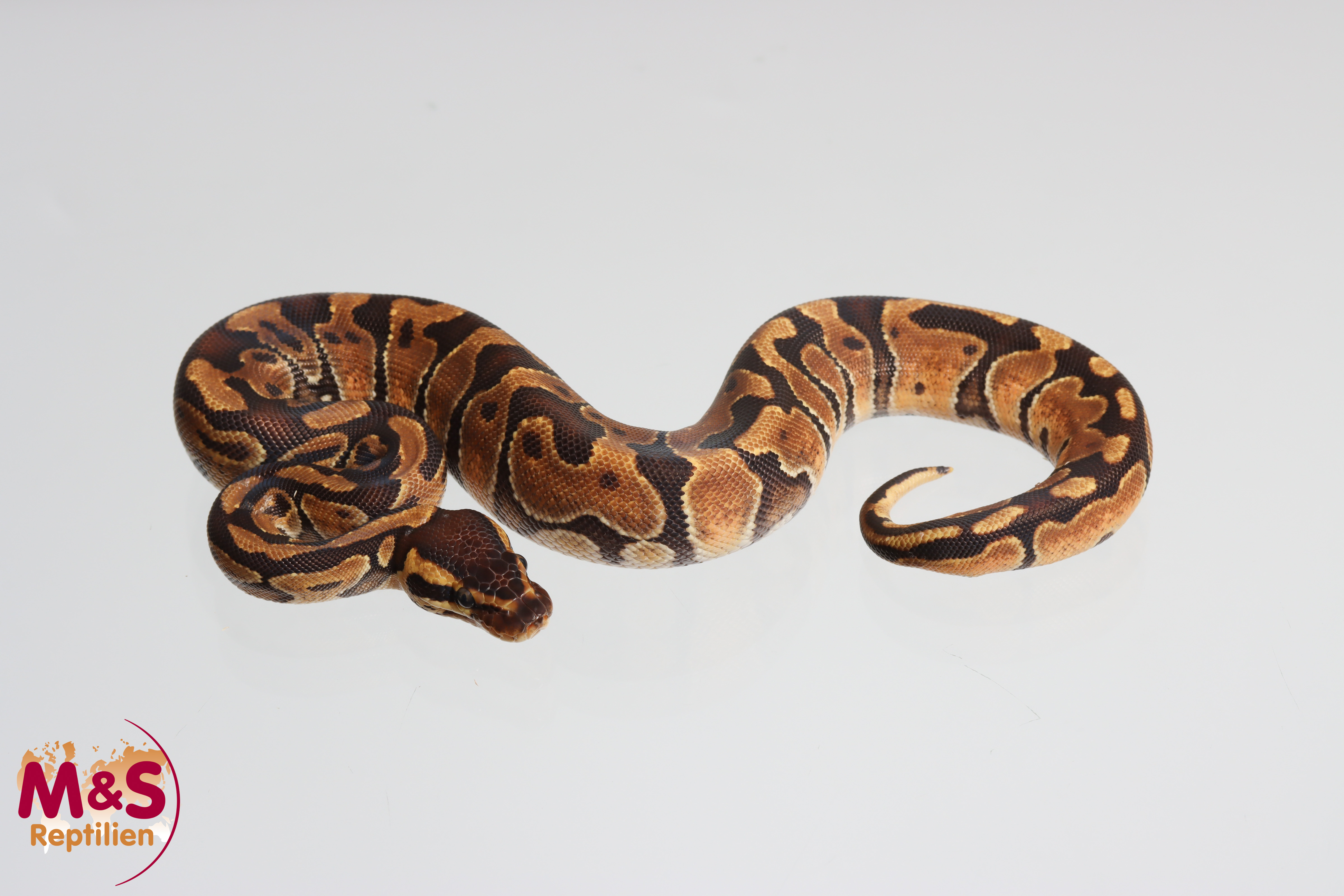 0.1 (Female) Enchi poss. hetero Ultramel Königspython NZ´M&S´24 regius