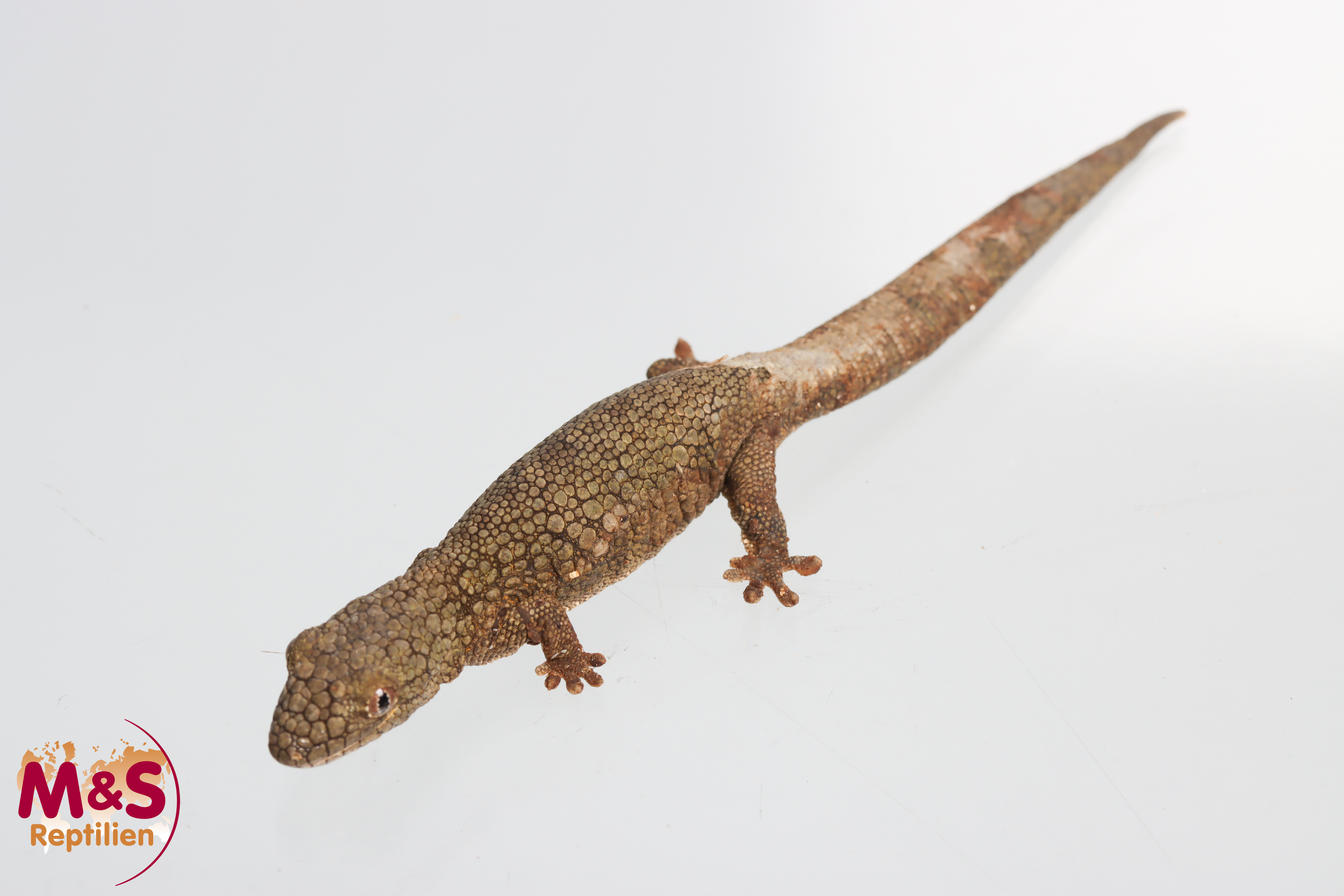 0.1 (Female) Vieillard Chamäleon Gecko ''Pindai''  NZ´24 (adult) Eurydactolodes vieillardi (Originalbild)