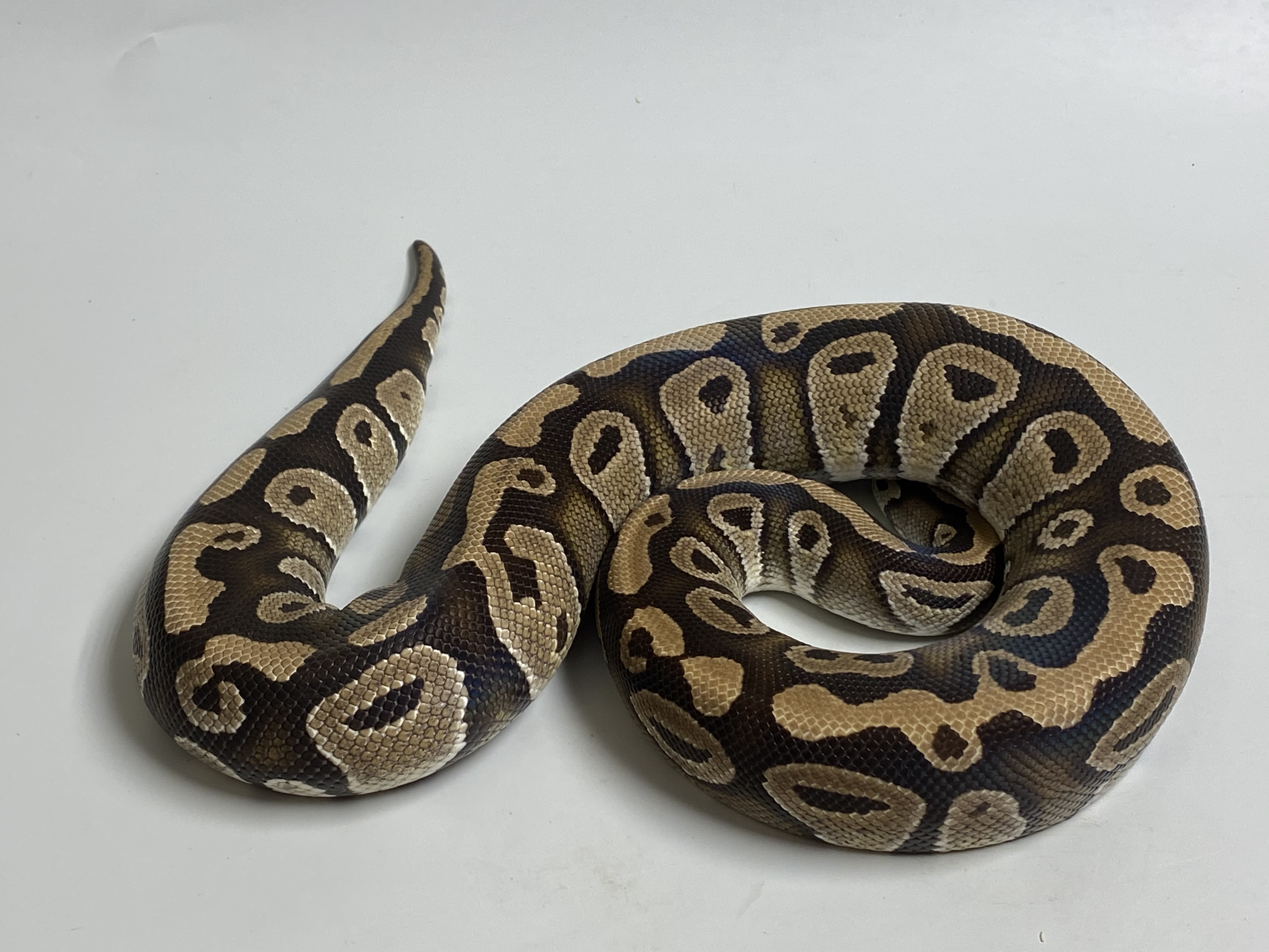 0.1 ( Female) Phantom poss.Gravel Königspython NZ´M&S´17 Python regius