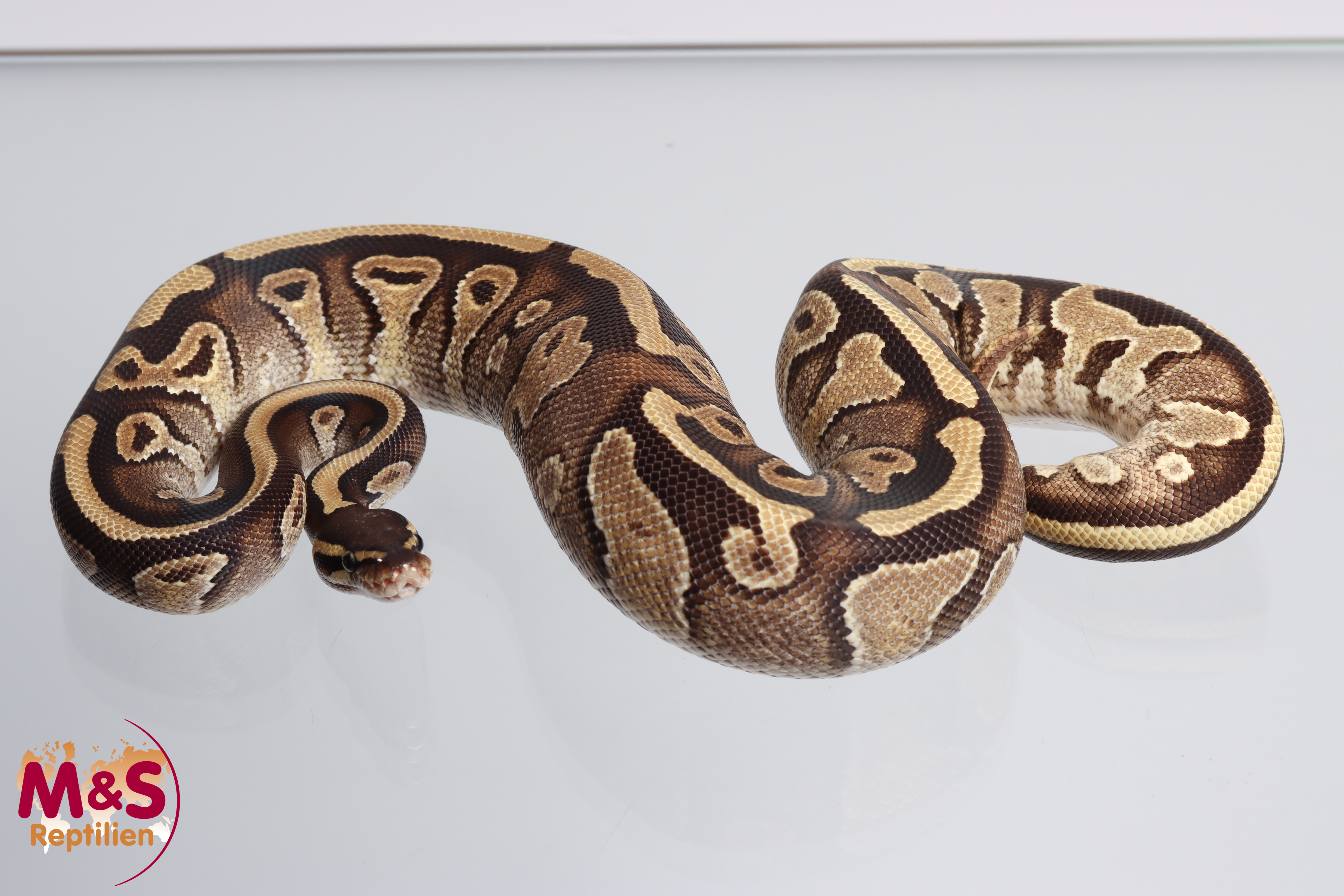 0.1 (Female) Enchi - Phantom poss Piebald Königspython NZ´M&S´23 Python regius