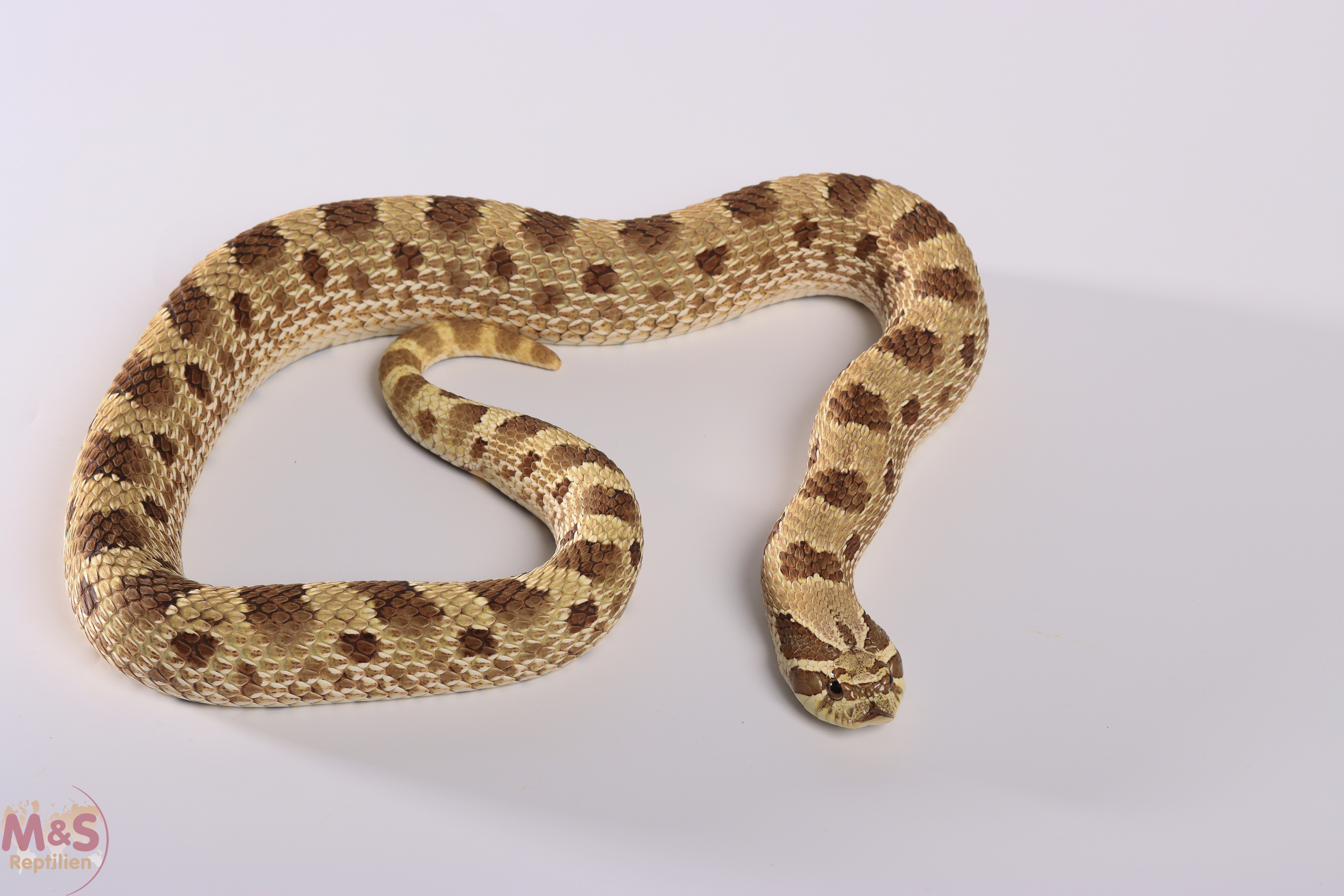 Hakennasennatter "Conda het. Albino Toffee" NZ´25 (ca. 25cm) Heterodon n. nasicus