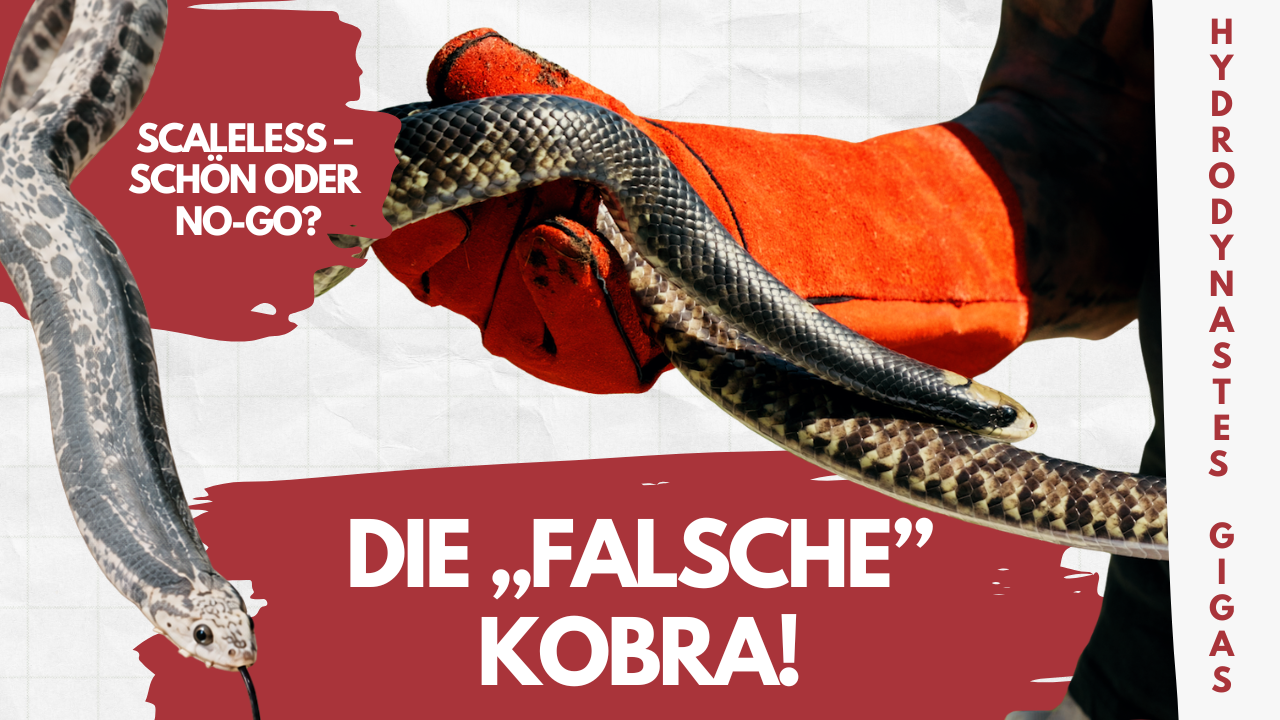 Eine der außergewöhnlichsten Schlangen im Terrarium! Die Falsche Wasserkobra 🐍