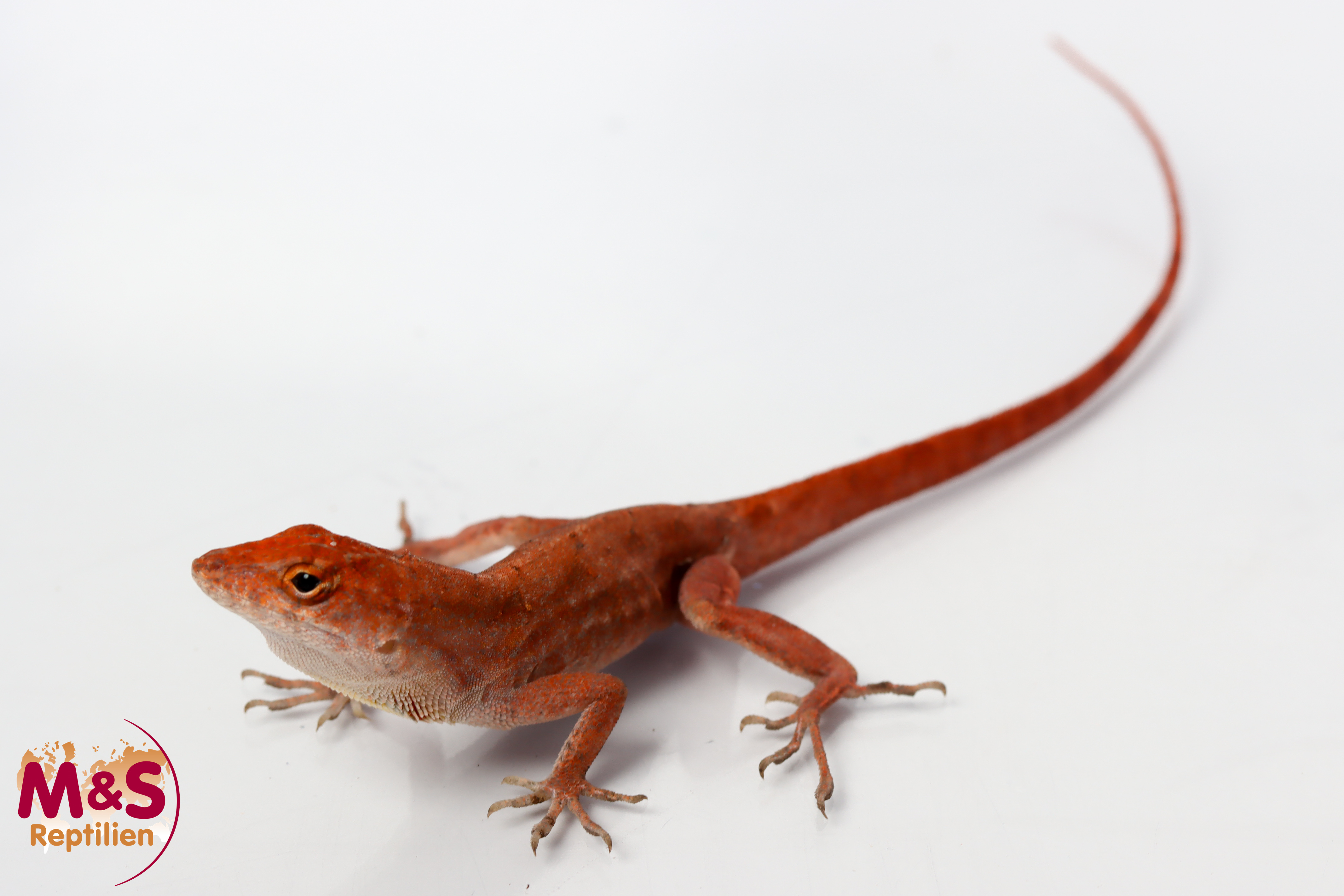 1.0 (Male) Bahama Anolis NZ'25 (ca.16cm) Anolis sagrei