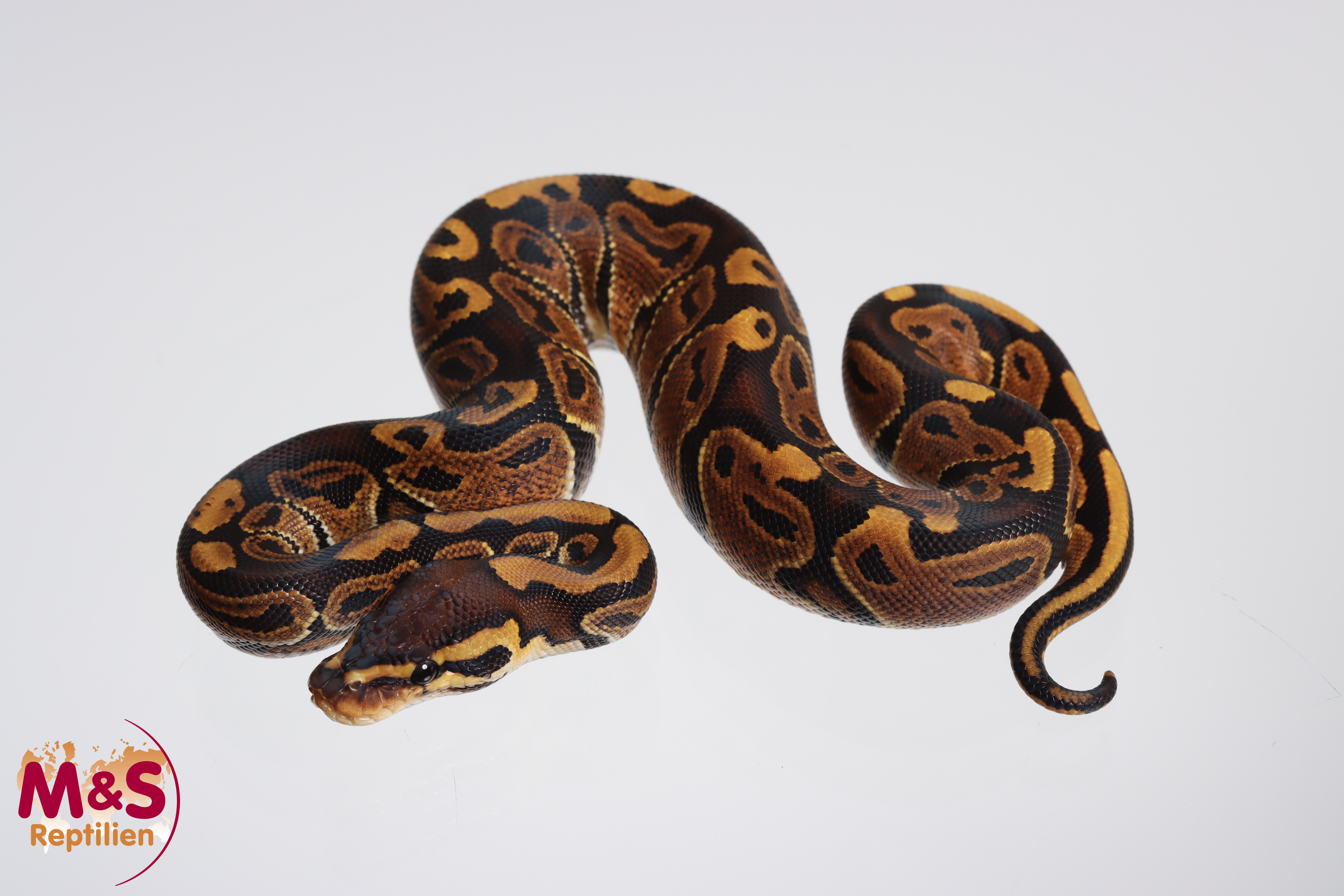 0.1 (Female) 100% hetero Sunset Königspython NZ´M&S´24 Python regius