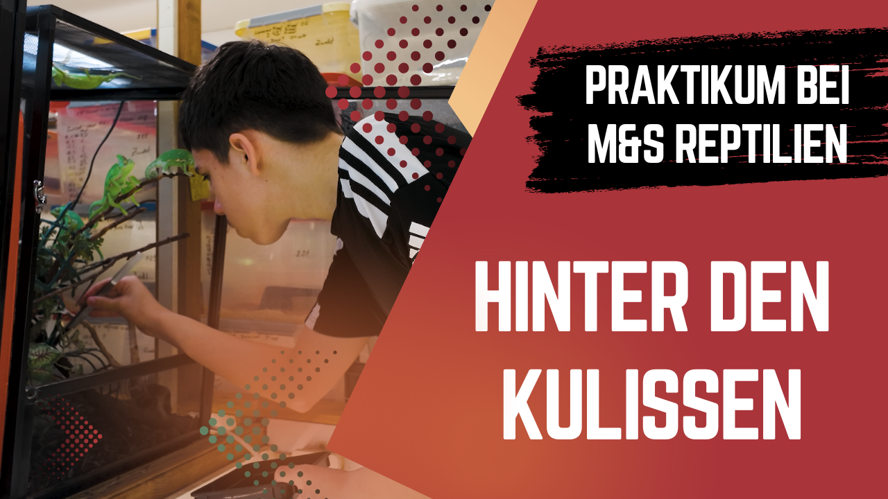 Real Talk: So war mein Praktikum mit echten Reptilien! ??Hinter den Kulissen von M&S Reptilien