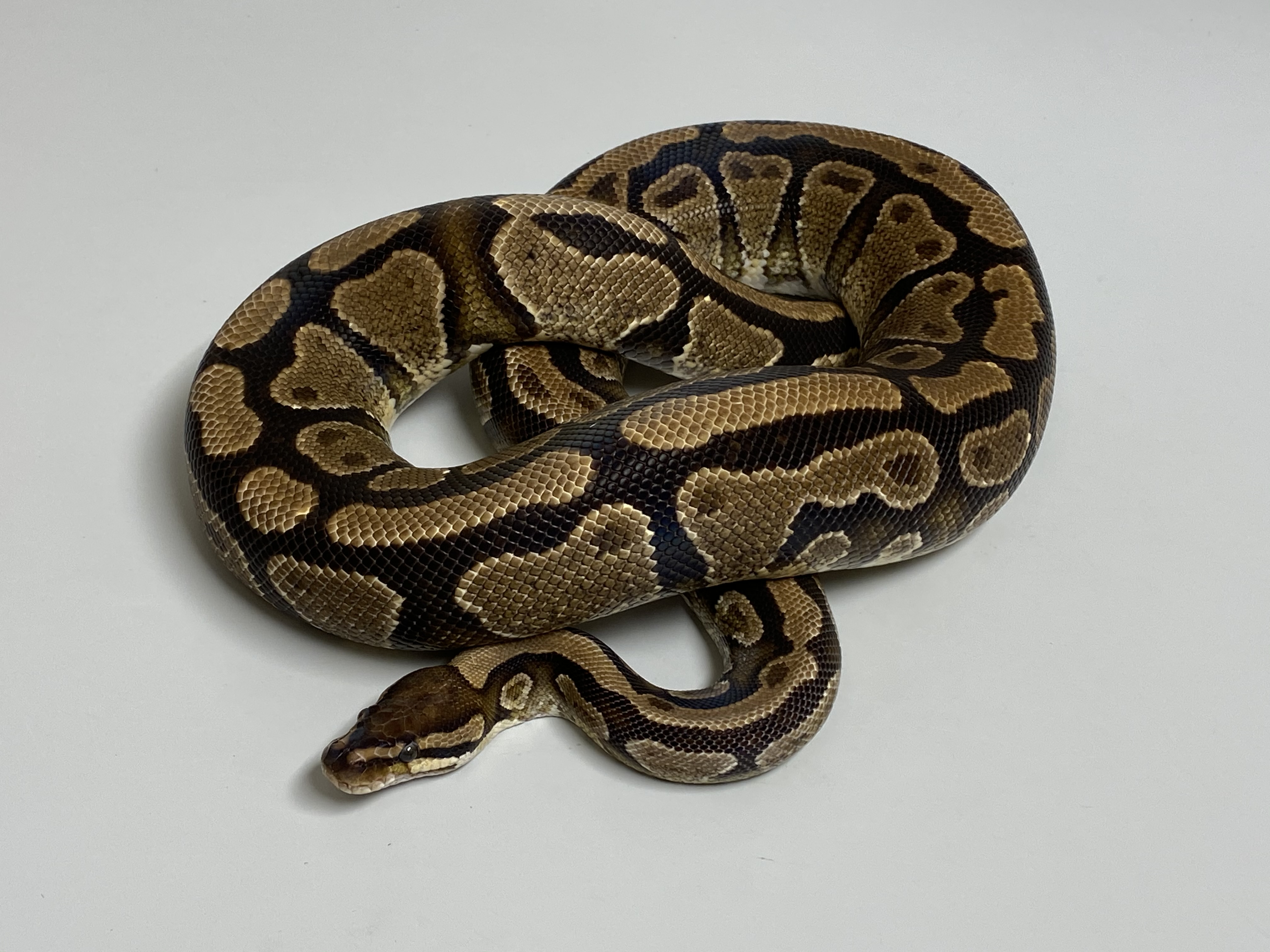 0.1 (Female) Vanilla Poss.Gravel  Königspython ´M&S NZ´16 Python regius