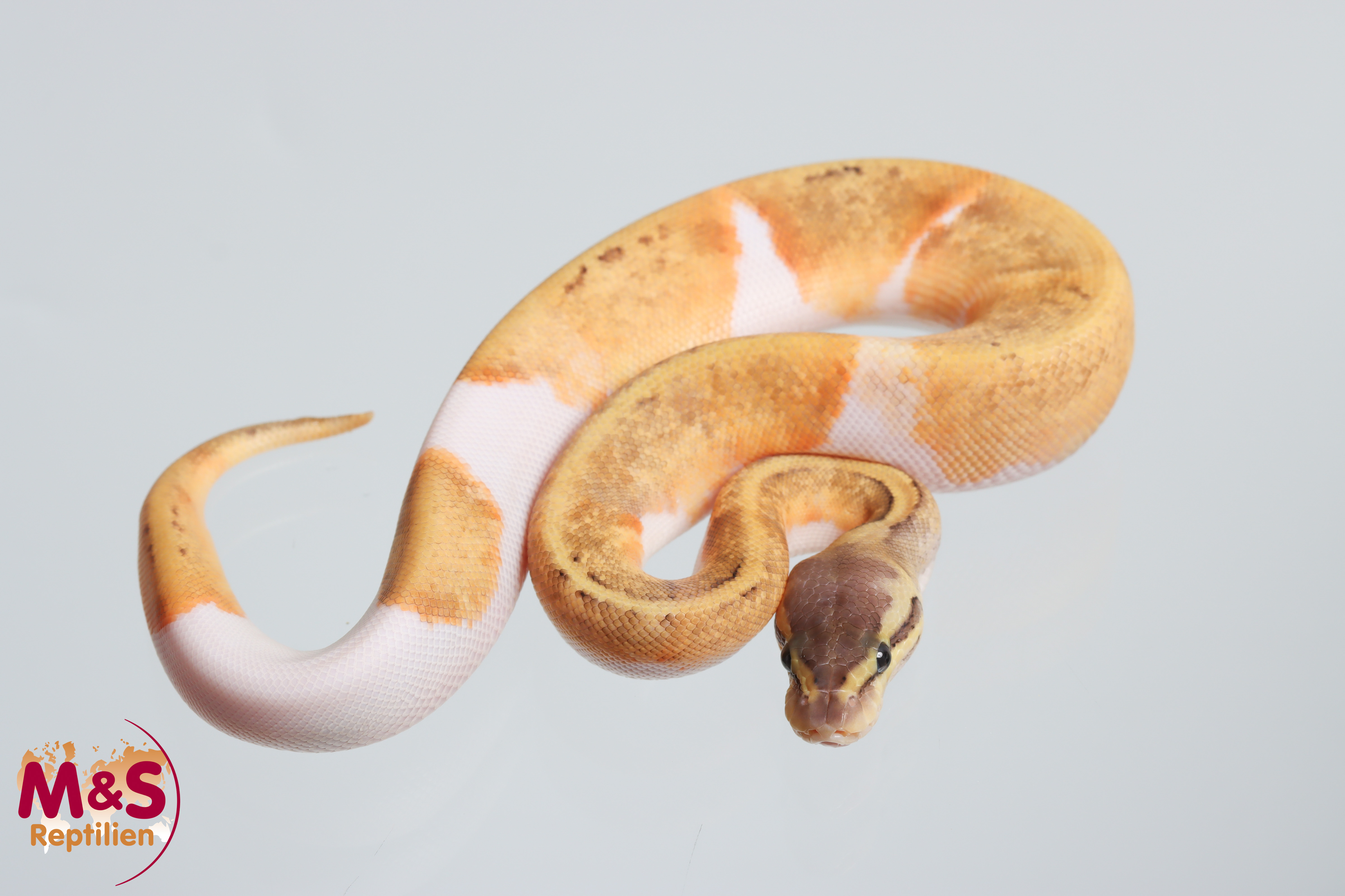 0.1 (Female) Pastel Piebald Pinstripe Gene X 100%hetero Ghost Königspython NZ´M&S´26 Python regius