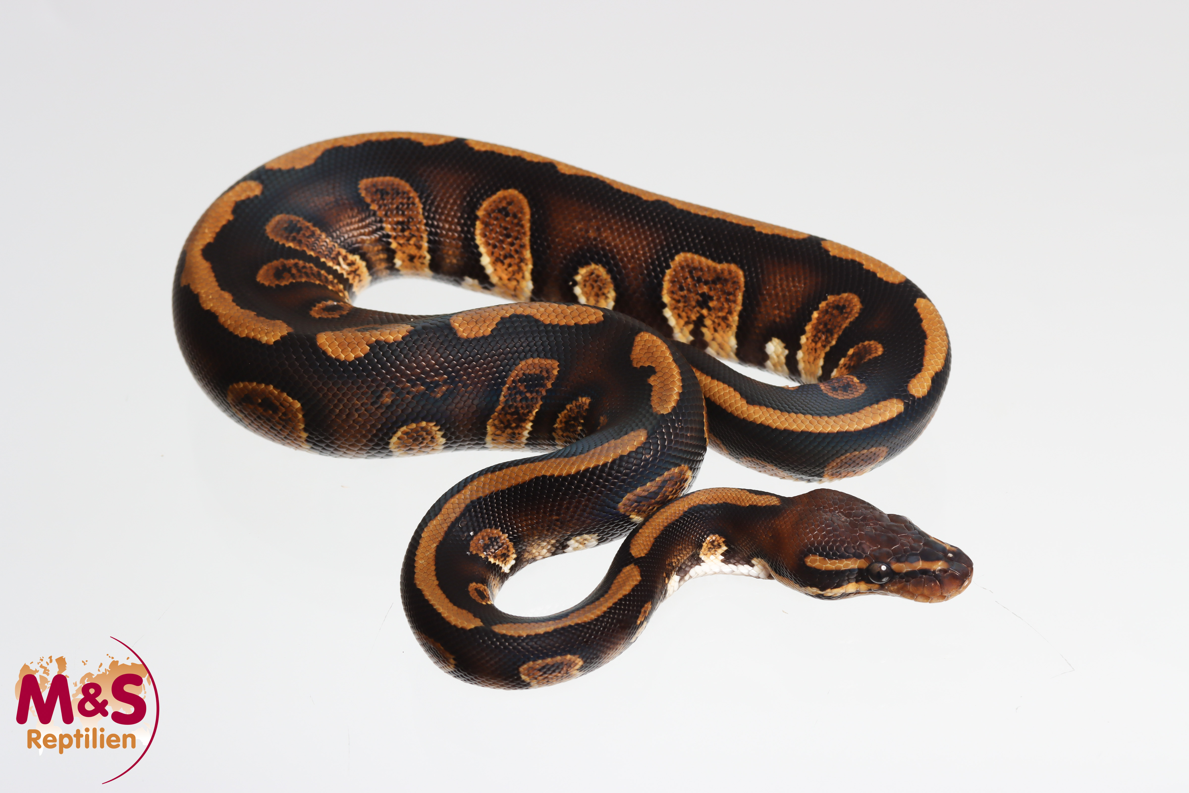 1.0 (Male) Stranger Königspython NZ´M&S´25 Python regius