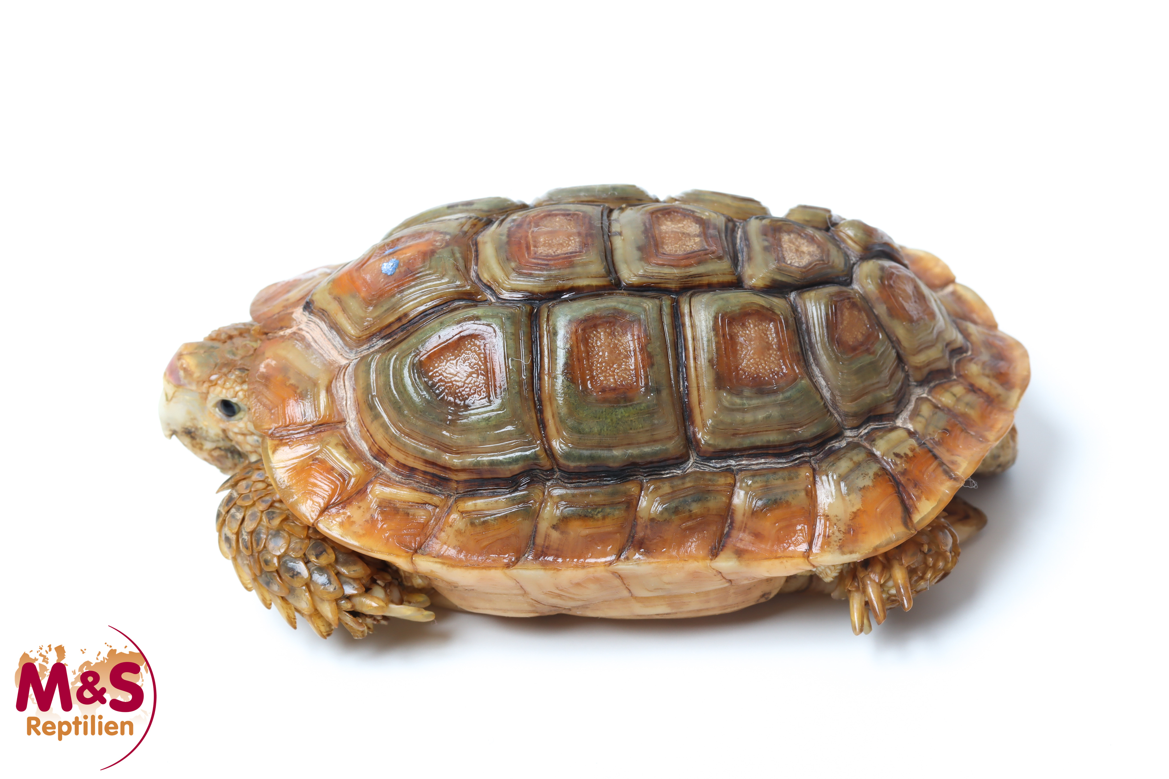 1.0 (Male) Areolen Flachschildkröte NZ' 2013 Homopus areolatus (Originalbild)
