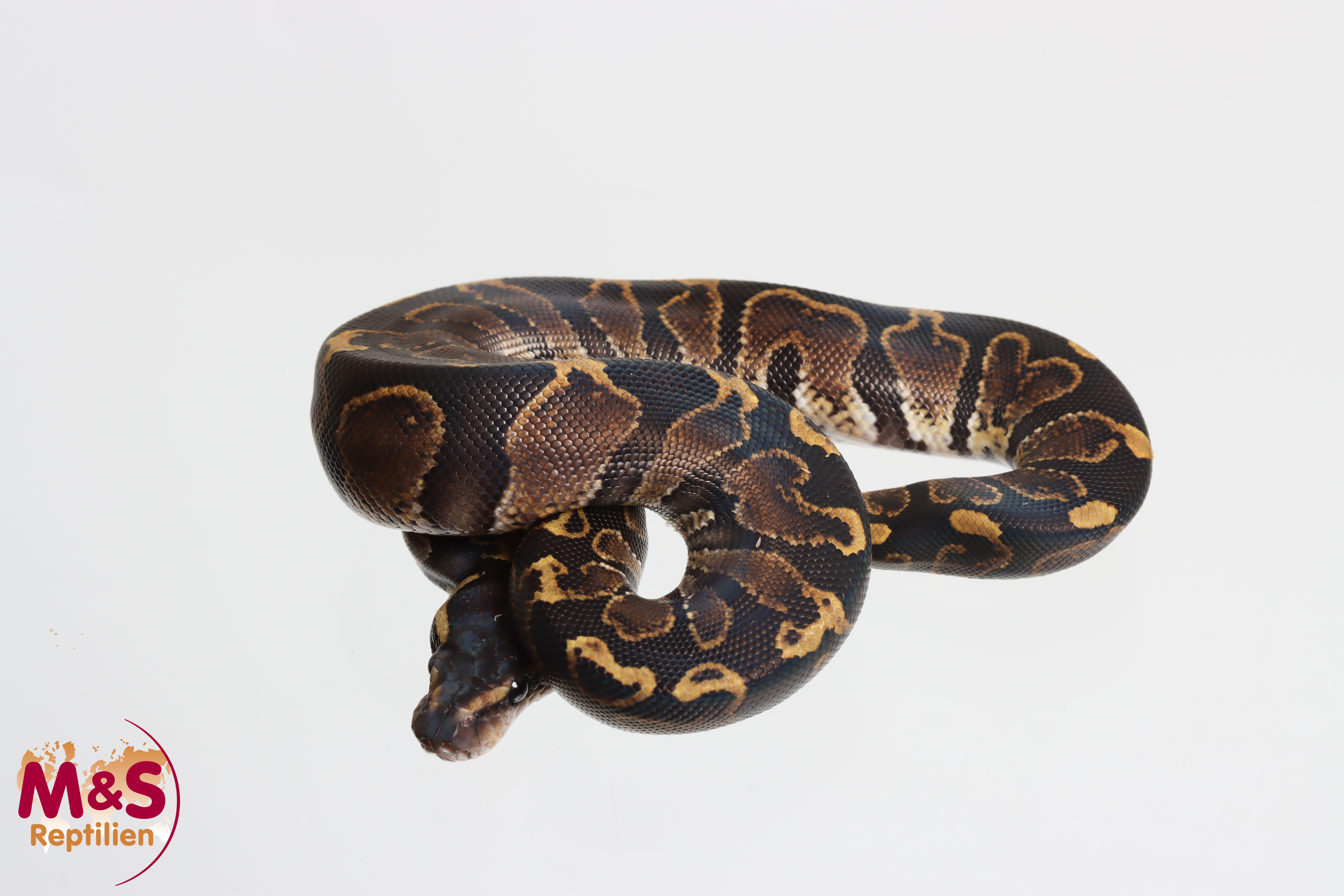 0.1 (Female) GHI 100% het. Piebald NZ´M&S´26 Python regius