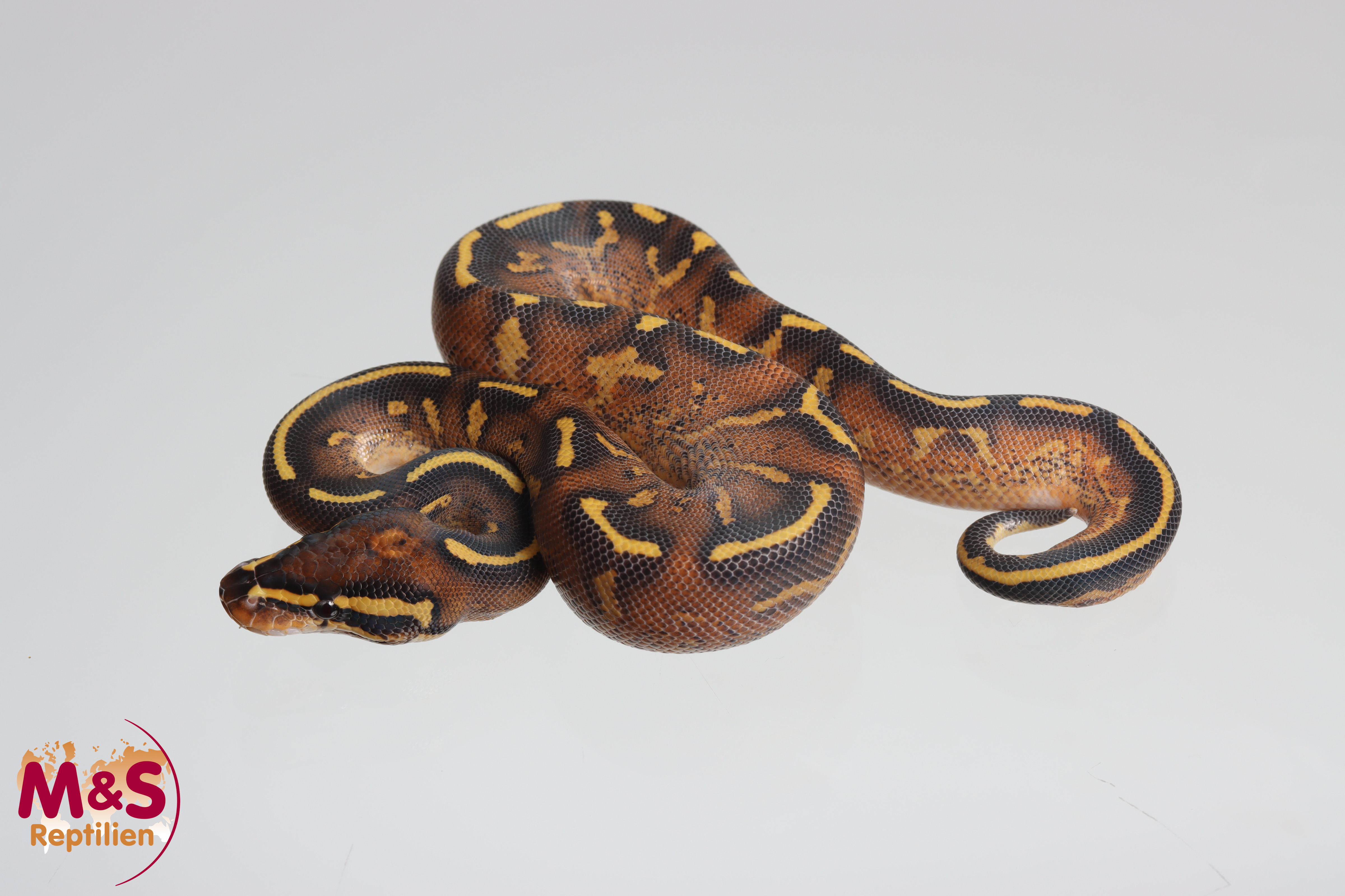 1.0 (Male) Super Gravel Königspython NZ´M&S´25 Python regius