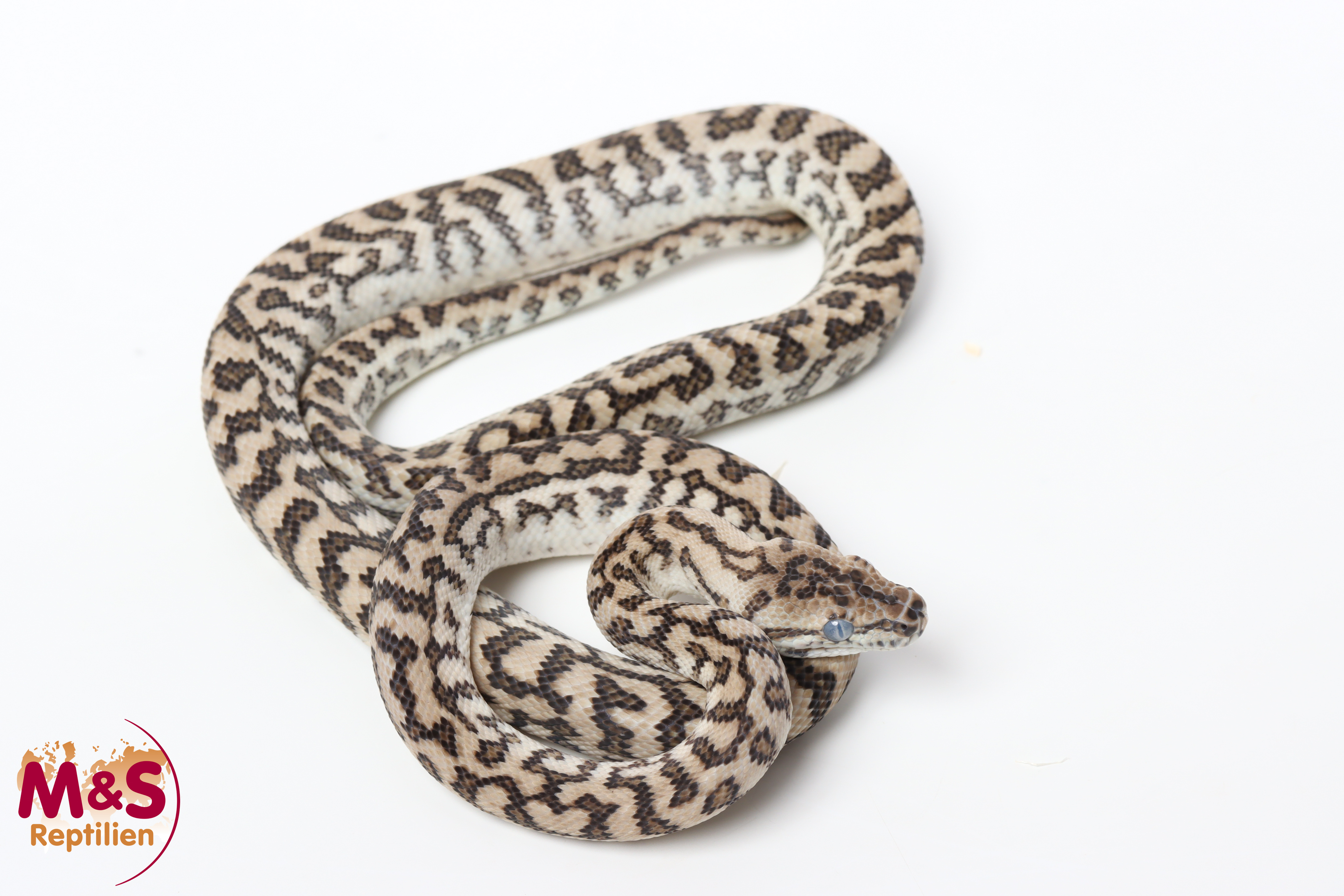 1.0 (Male) Axanthic Caramel Zebra Jaguar Teppichpython NZ’25 (ca.70cm) Morelia spilota (Originalbild)