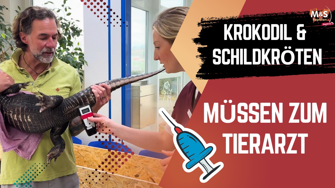 Tierarzt-Besuch mit Reptilien: Stumpfkrokodil & Schildkröten gechippt!