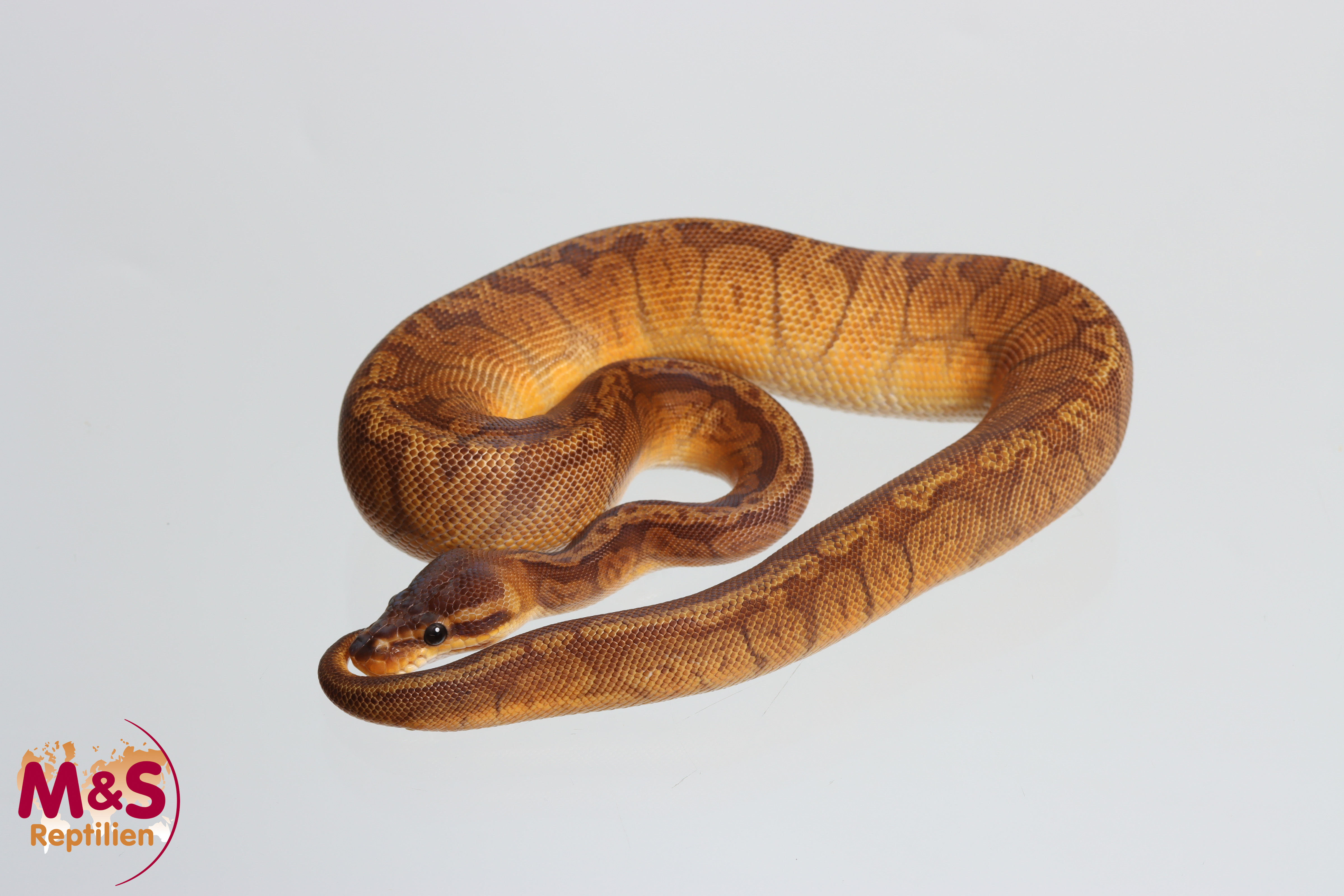 0.1 (Female) Sunset 100% hetero Ultramel Königspython NZ´M&S´25 Python regius