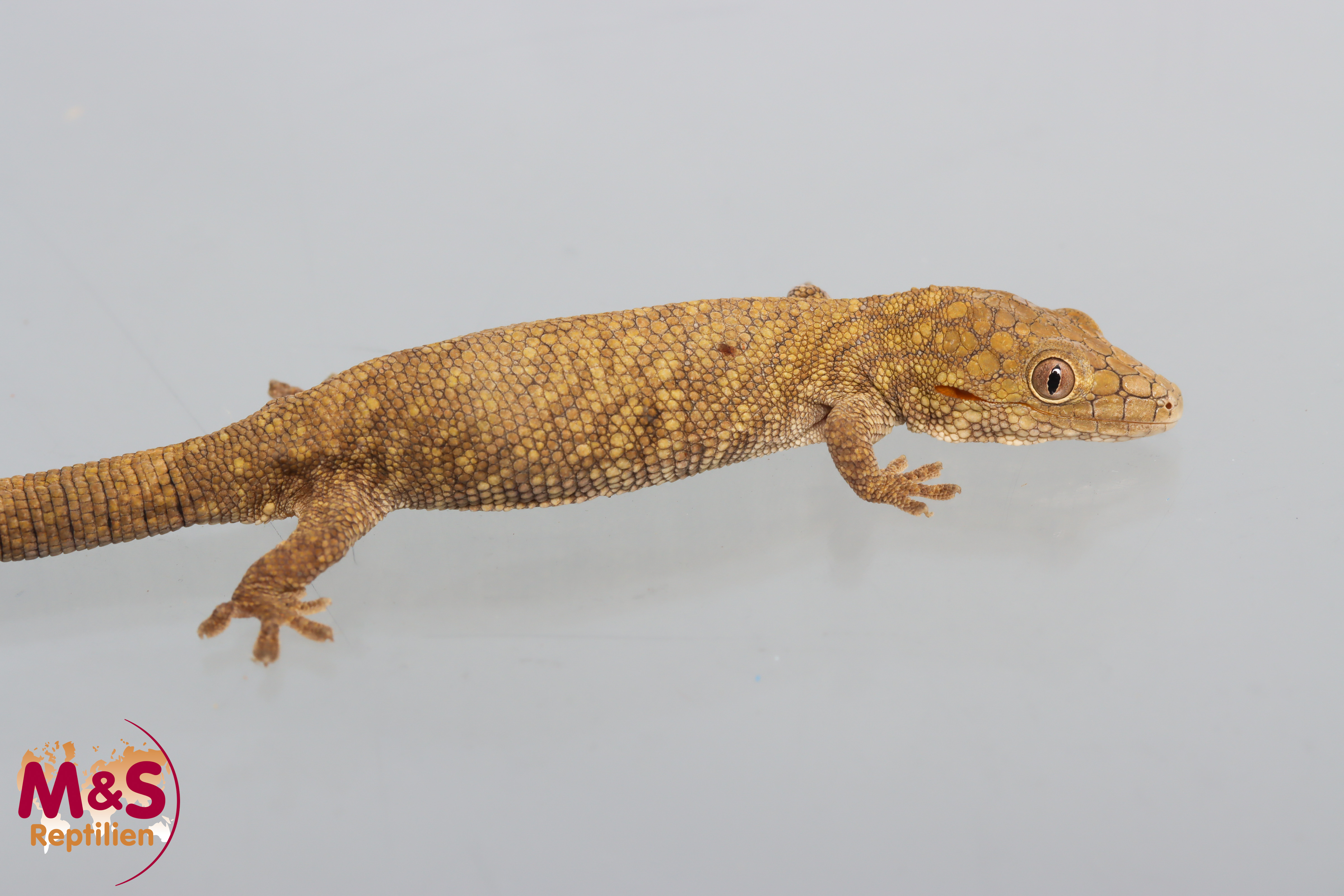 0.1 (Female) Großschuppiger Chamäleon Gecko NZ´24 (adult) Eurydactolodes symmetricus (Originalbild)