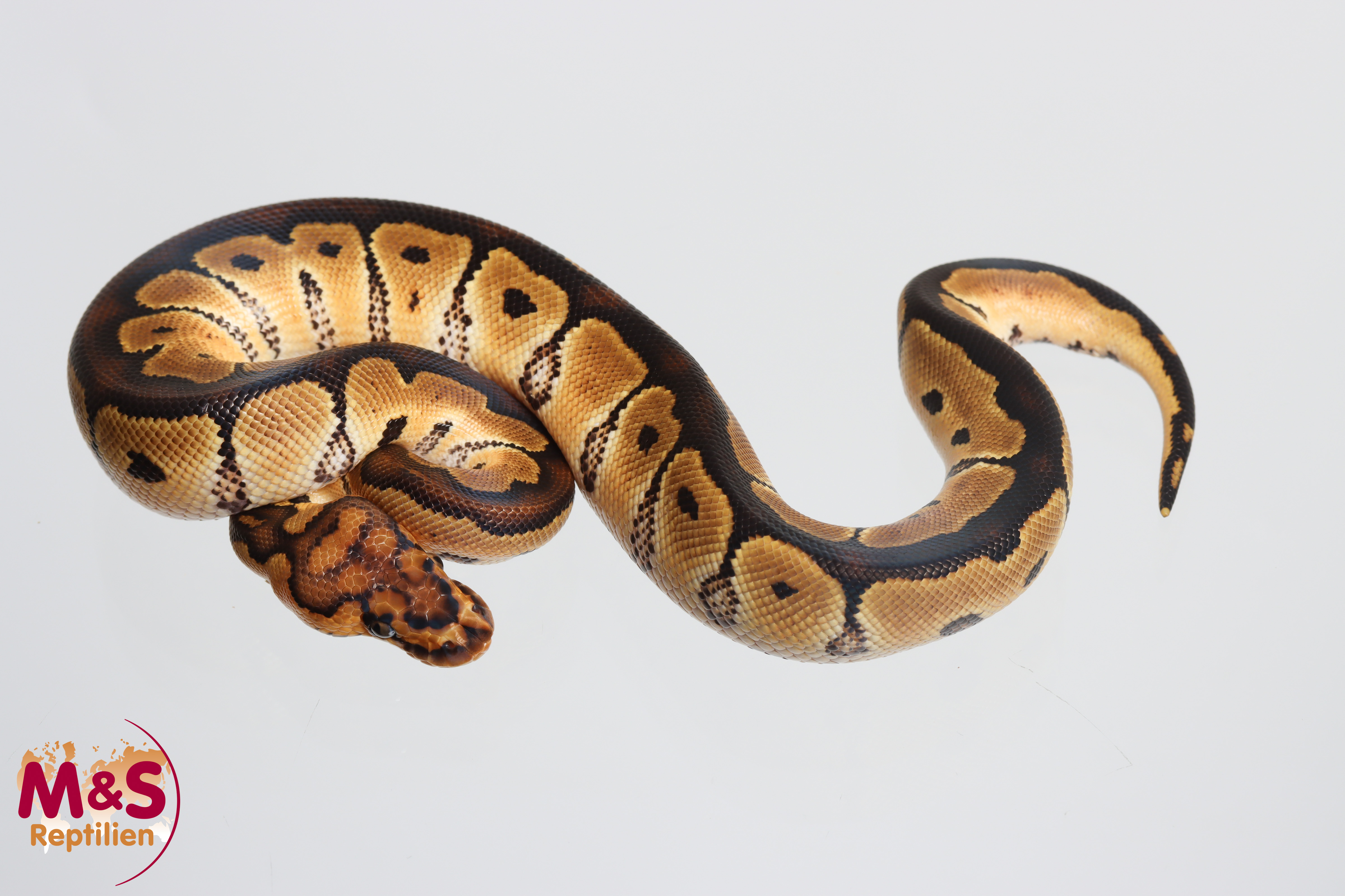1.0 (Male) Clown Königspython NZ' M&S 26 Python regius
