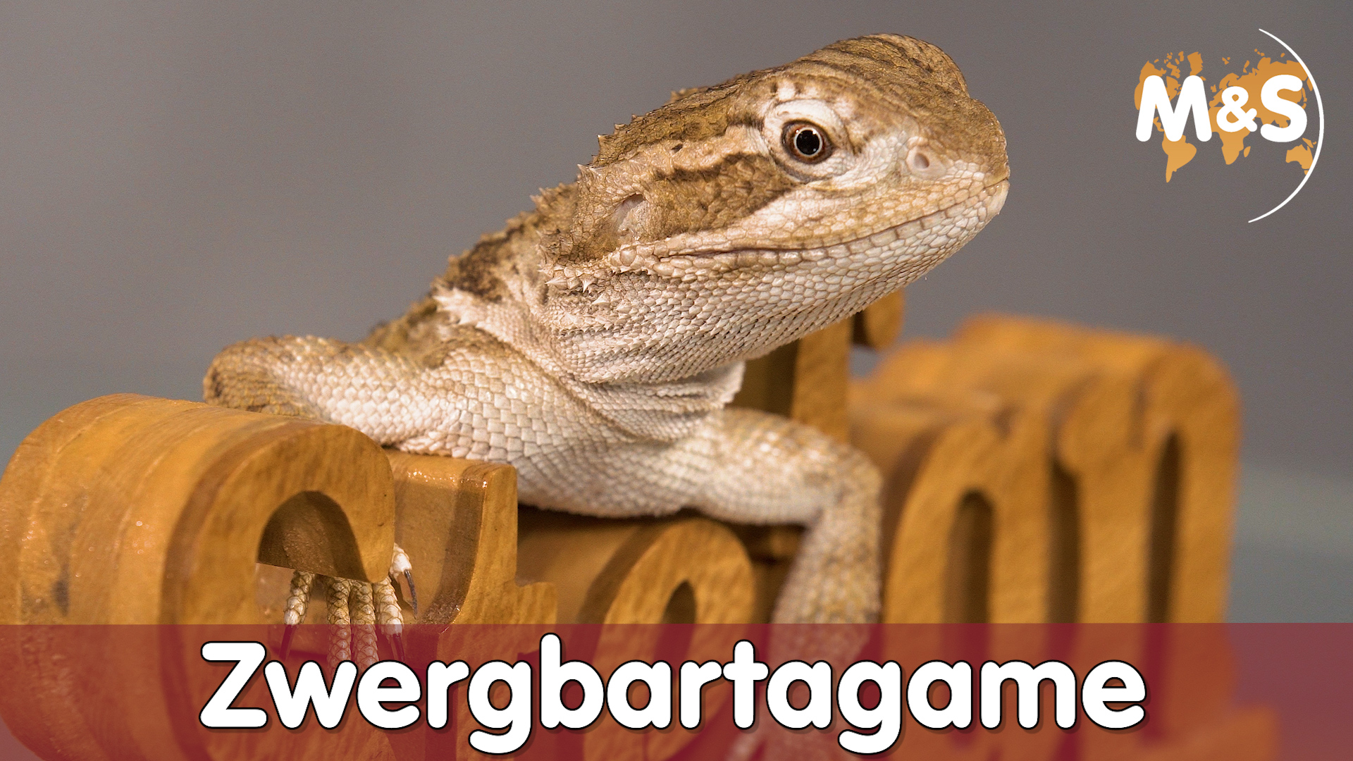 B wie Bartagame | Zwergbartagame | Pogona henrylawsoni | Reptilien ABC